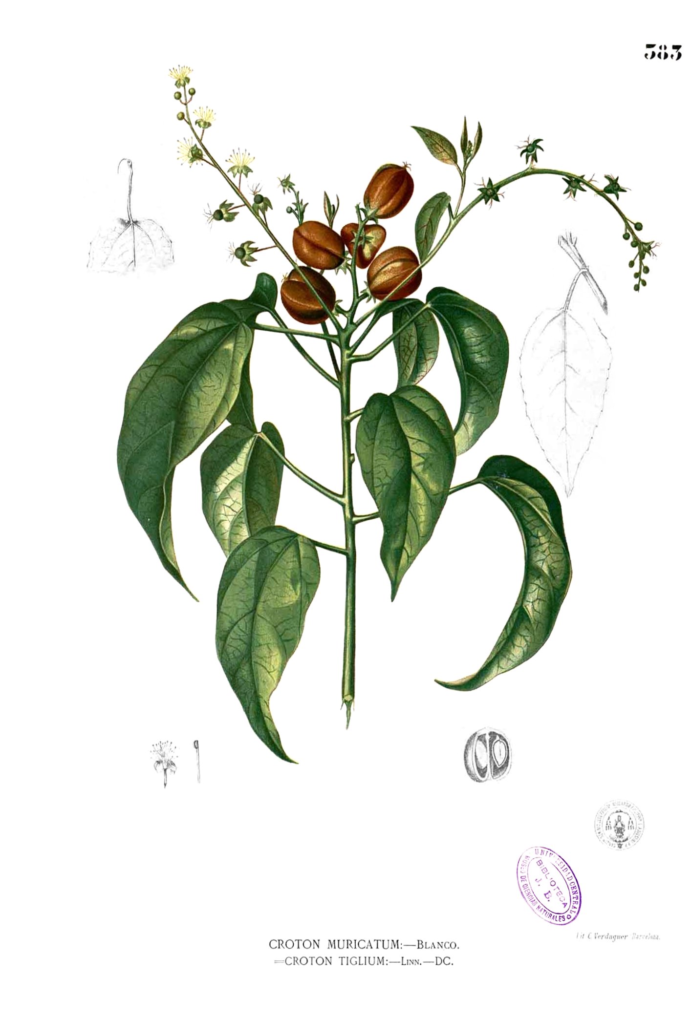 Croton tiglium Blanco2.383