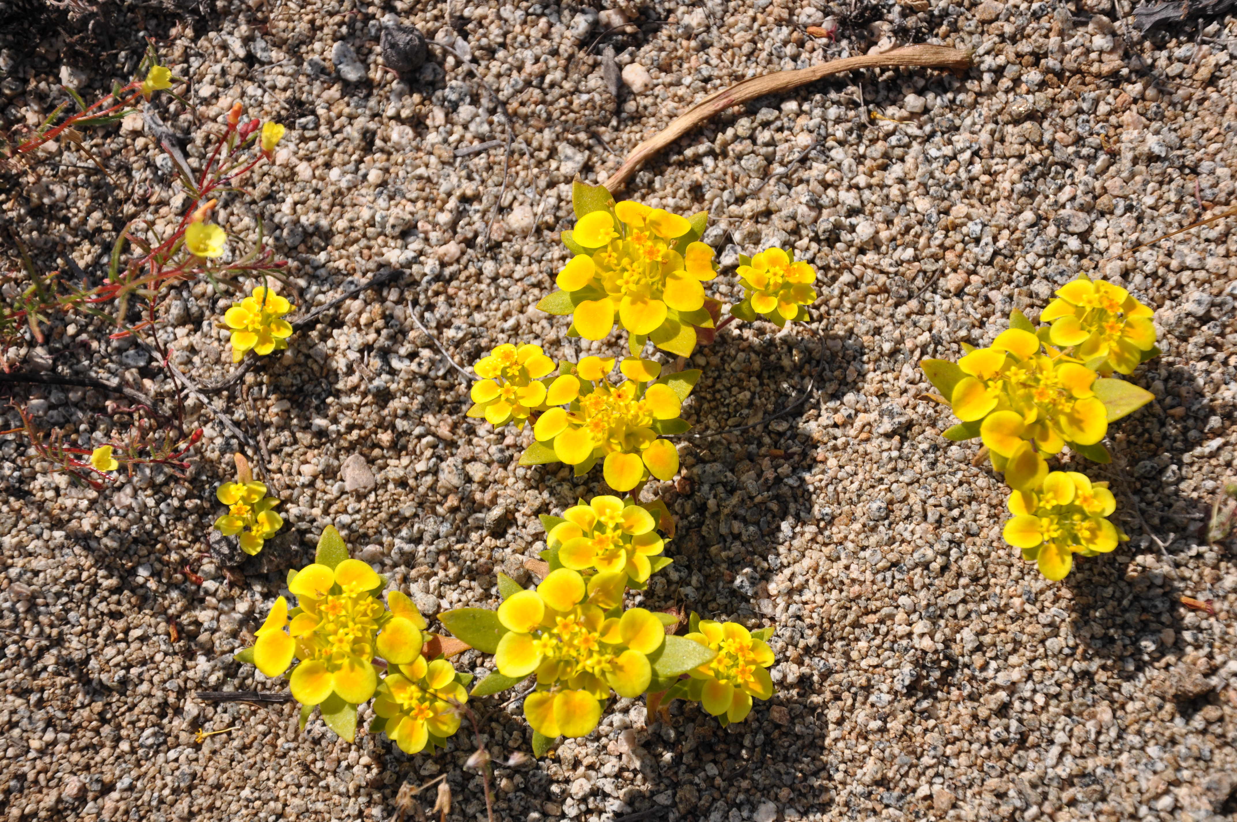 Cruckshanksia pumila Desierto florido 2011 Quebradita 03