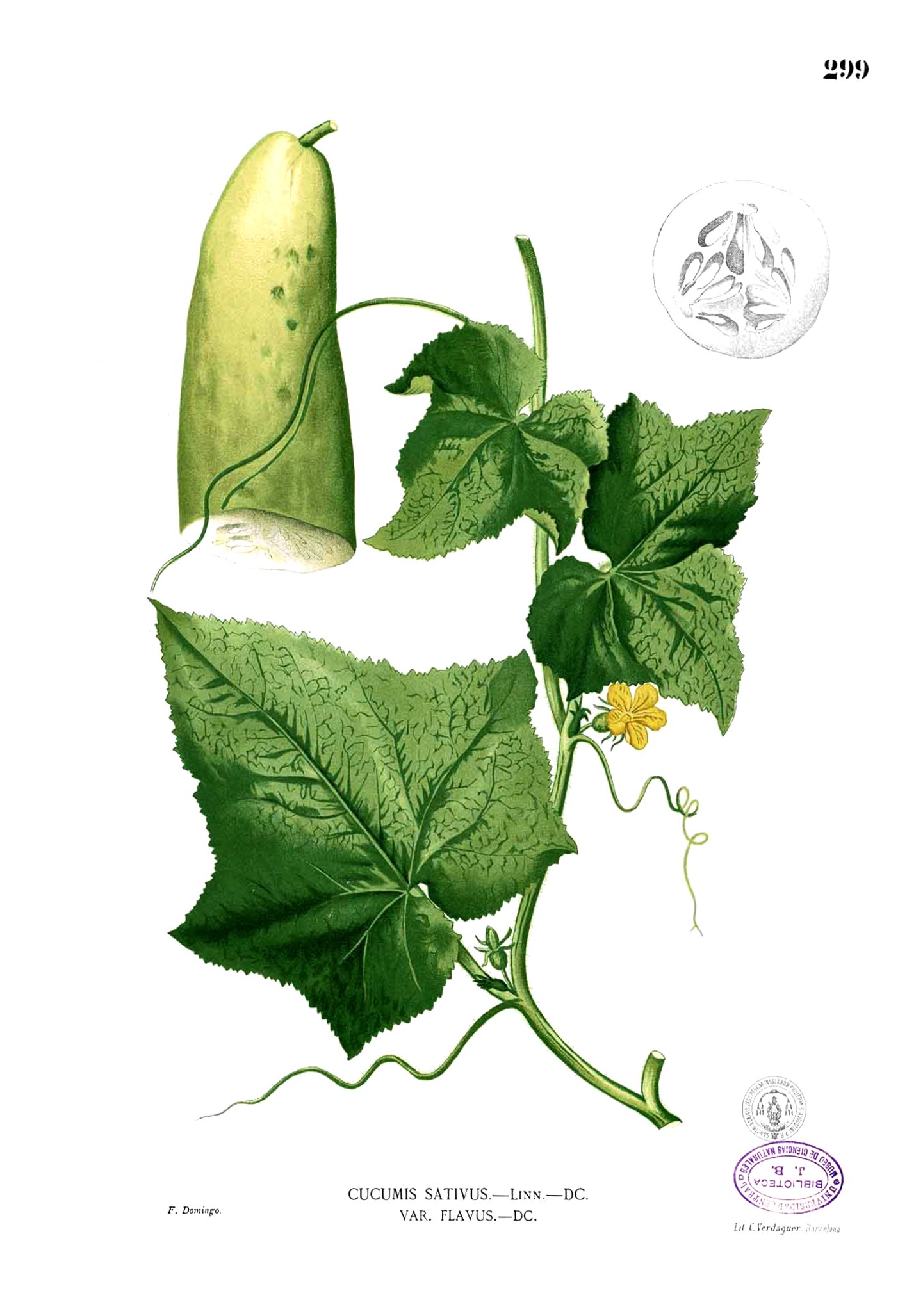 Cucumis sativus Blanco2.299