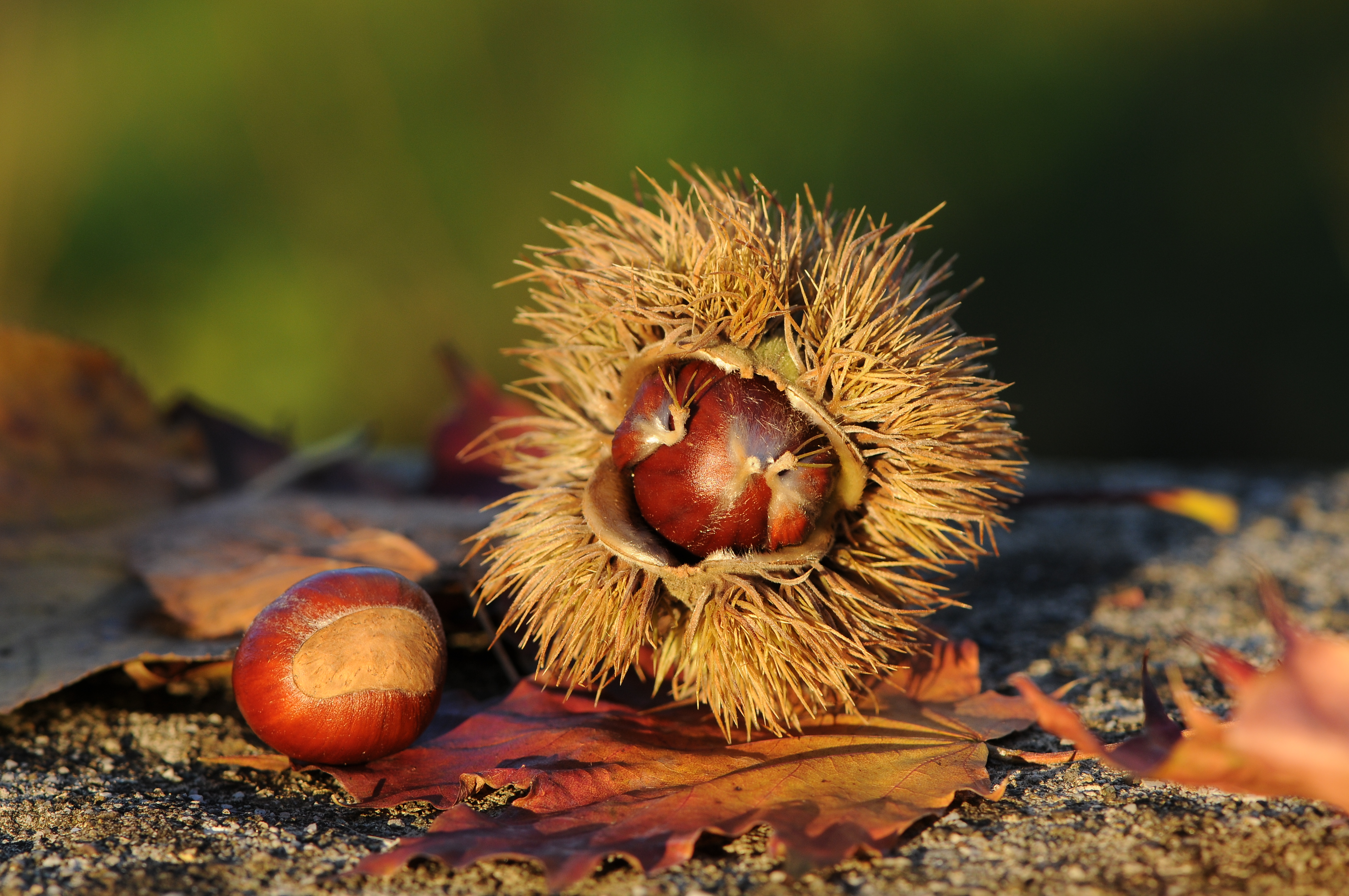 Cupula Edelkastanie, Castanea sativa 8