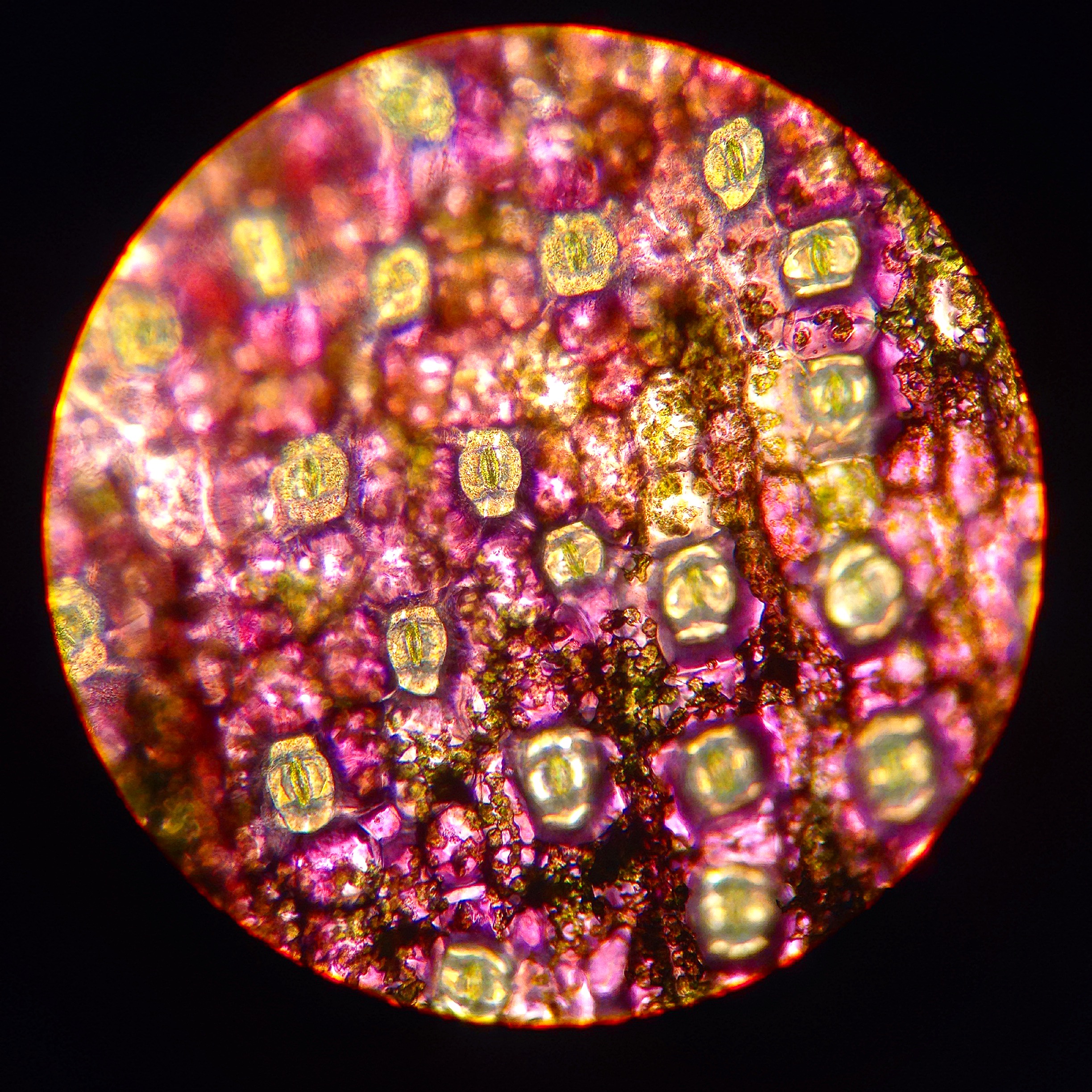 Cuticle microscopical