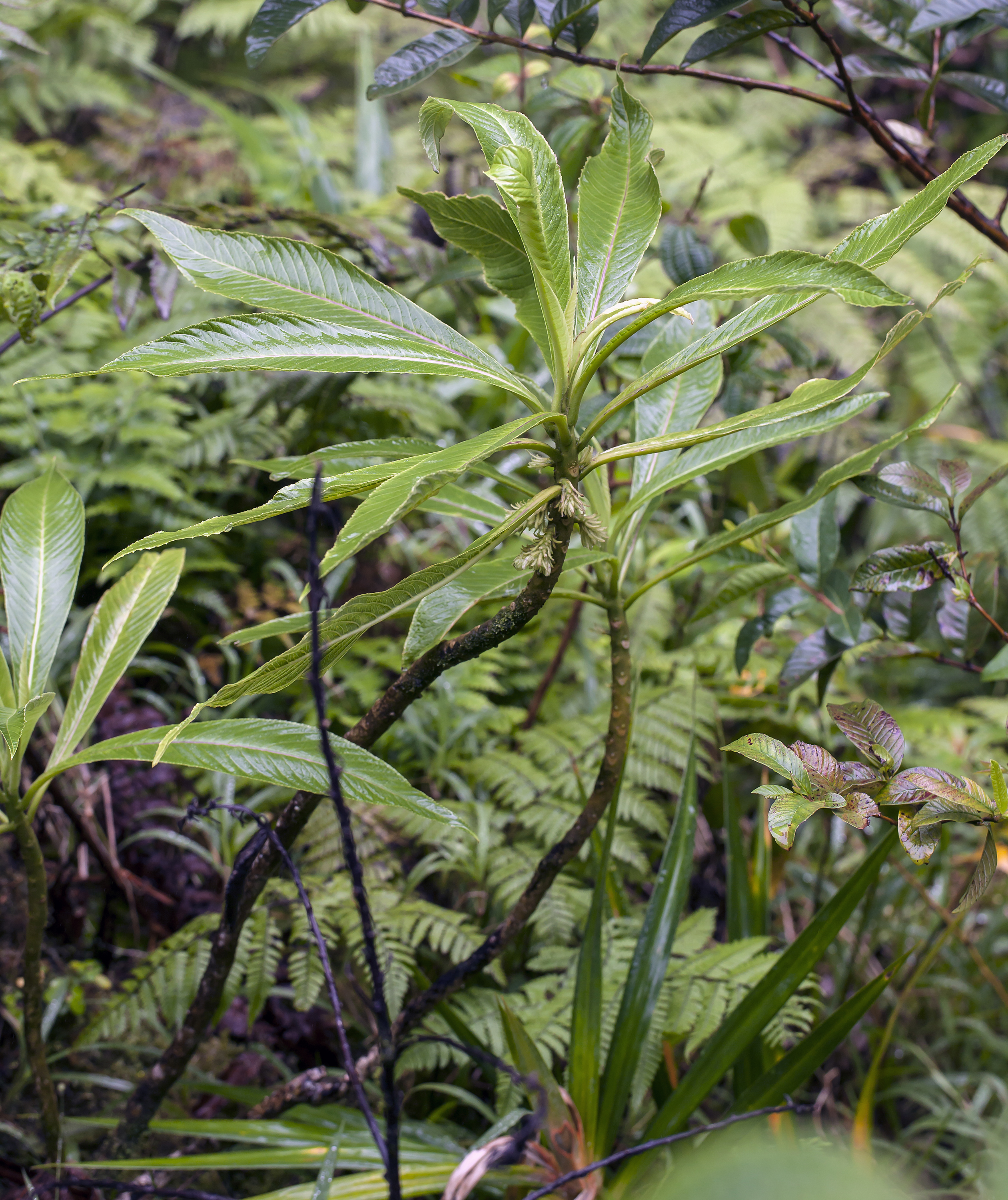 Cyanea fissa (Kauai cyanea) (26599838421)