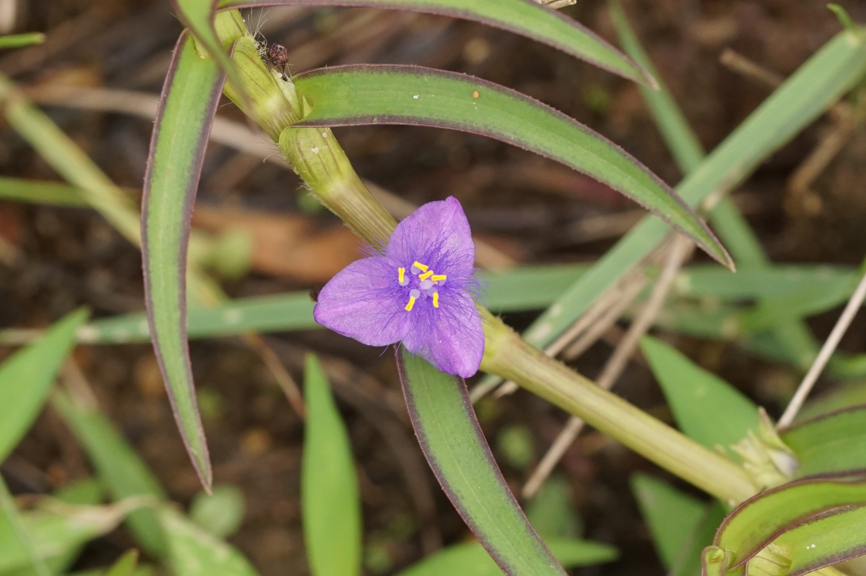 Cyanotis axillaris? 06228