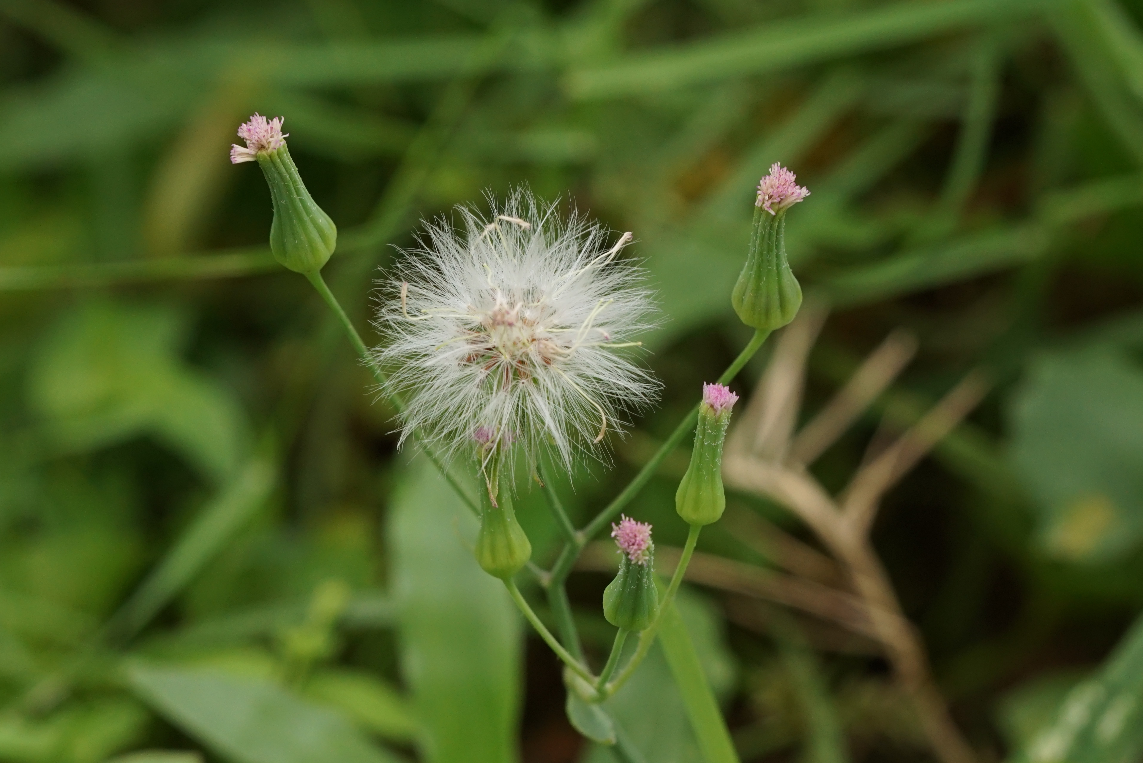 Cyanthillium cinereum 08962