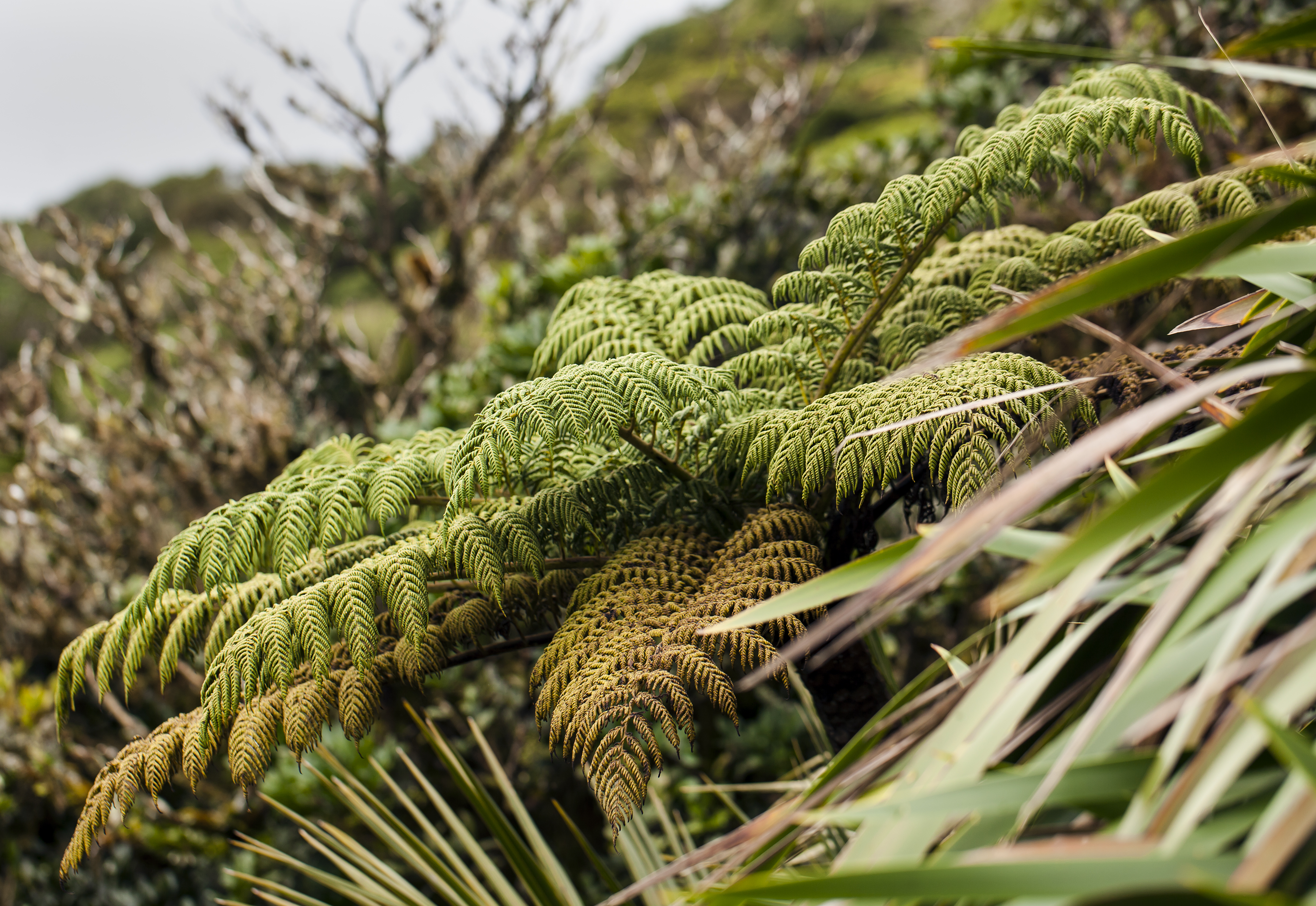 Cyathea howeana (9013072622)