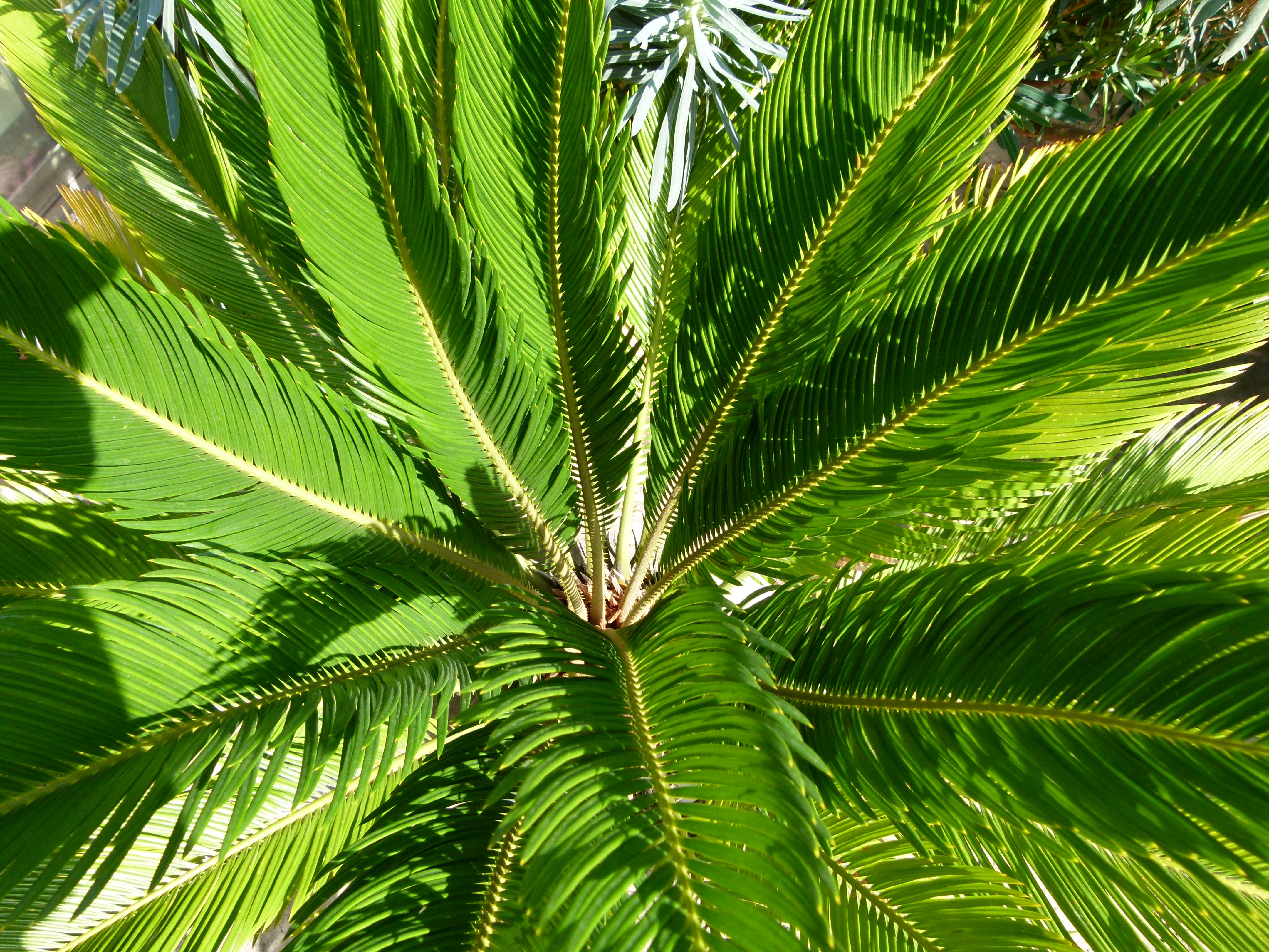Cycas revoluta 1