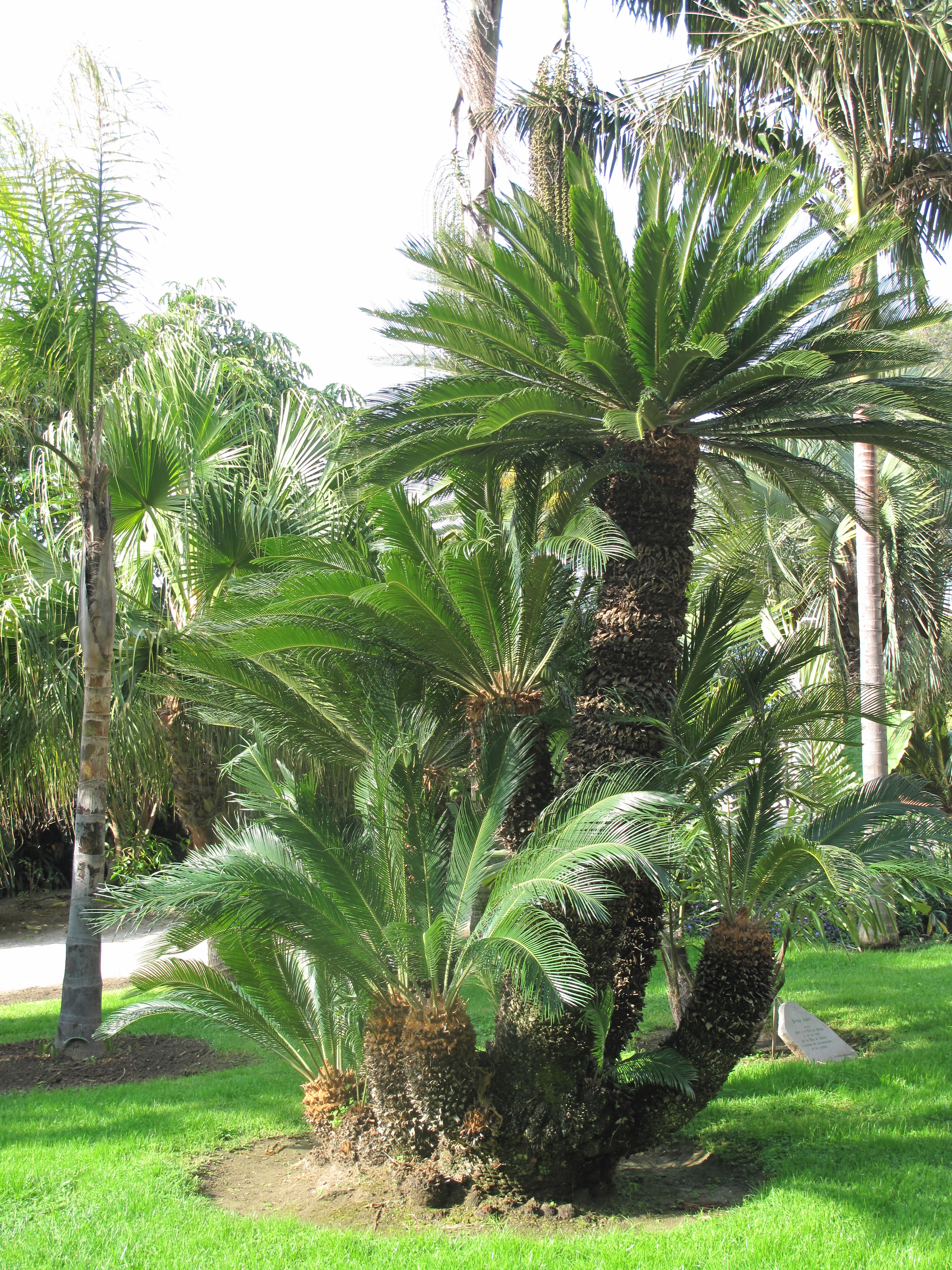 Cycas revoluta (Maria Serena)