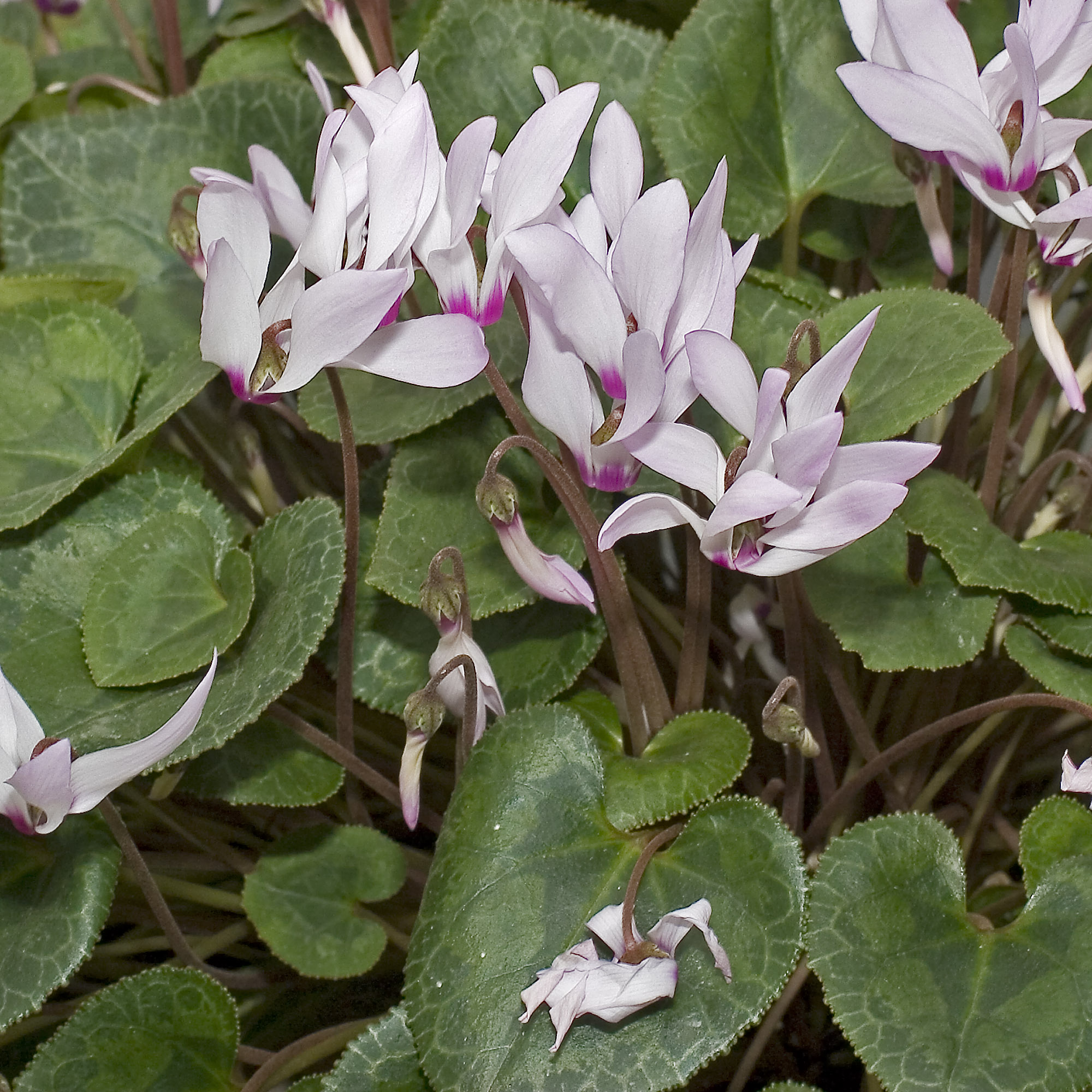 Cyclamen.persicum.7086