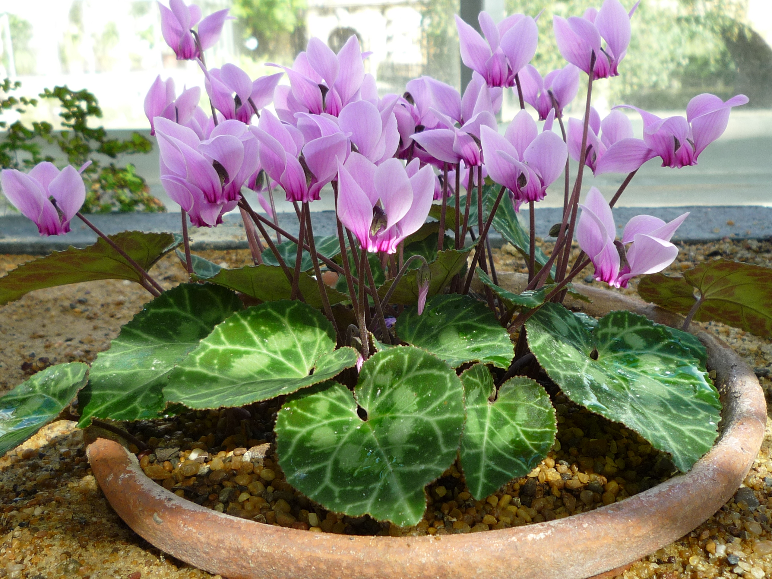 Cyclamen graecum05