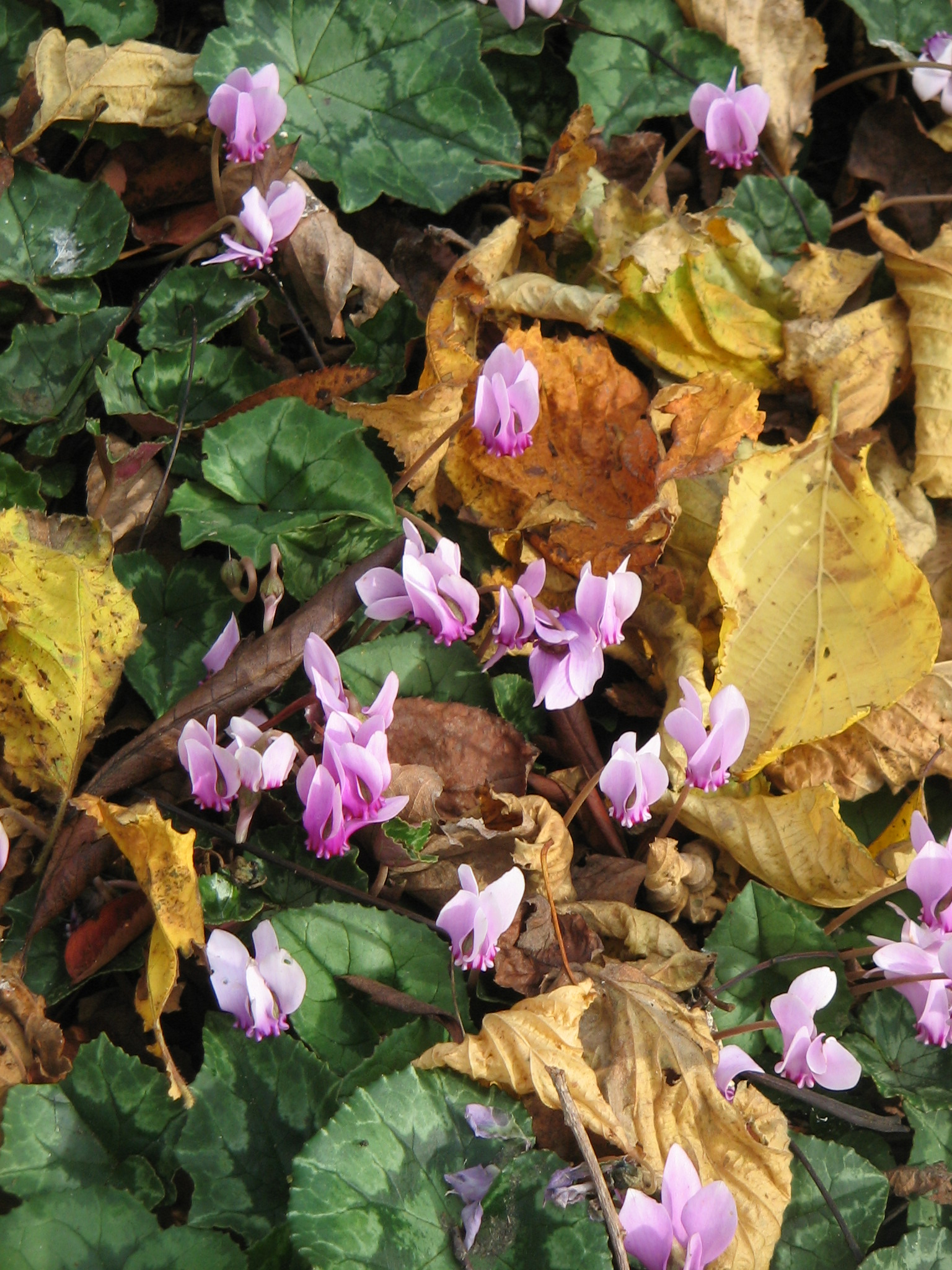 Cyclamen hederifolium - November