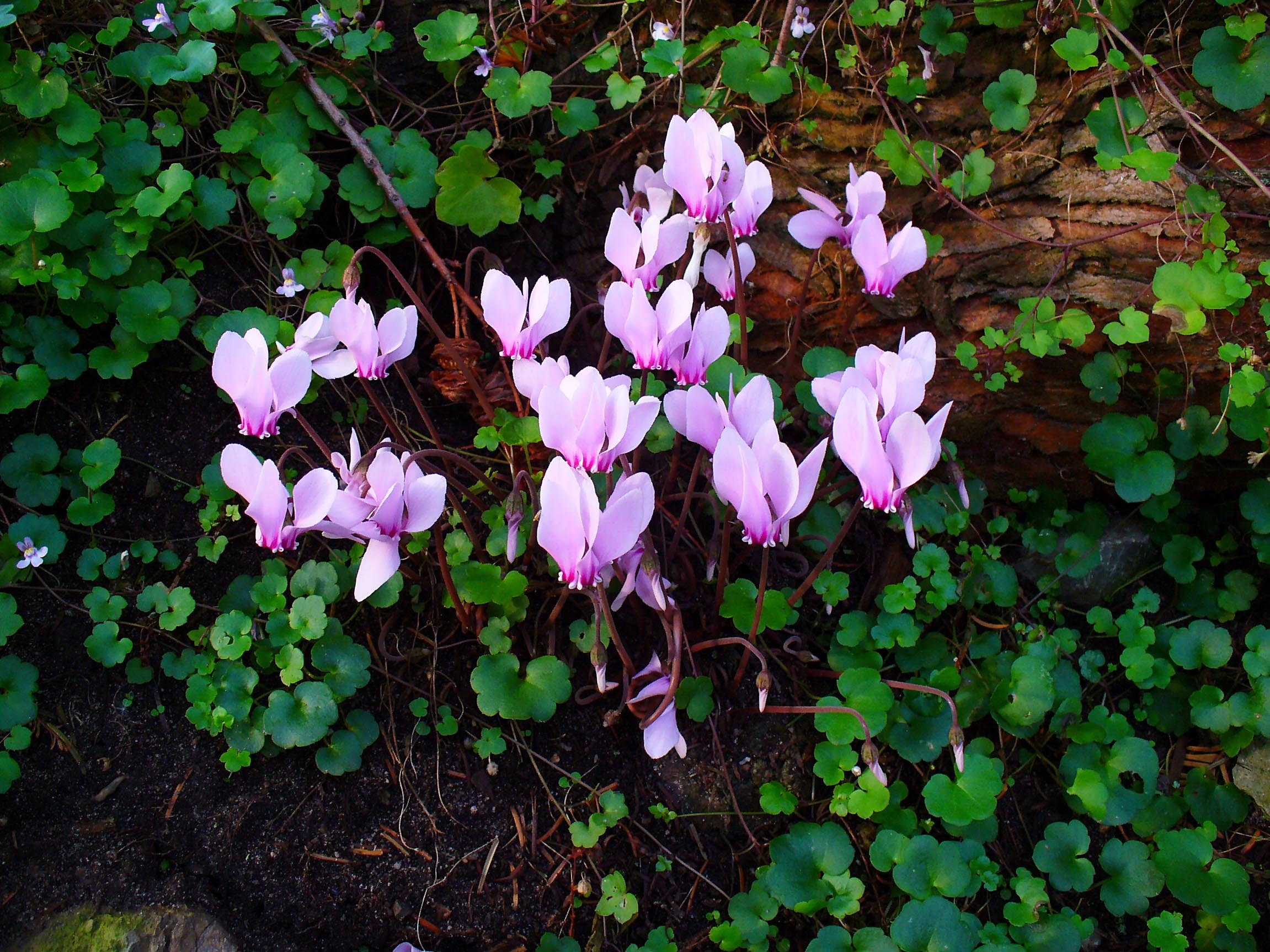 Cyclamen hederifolium 001