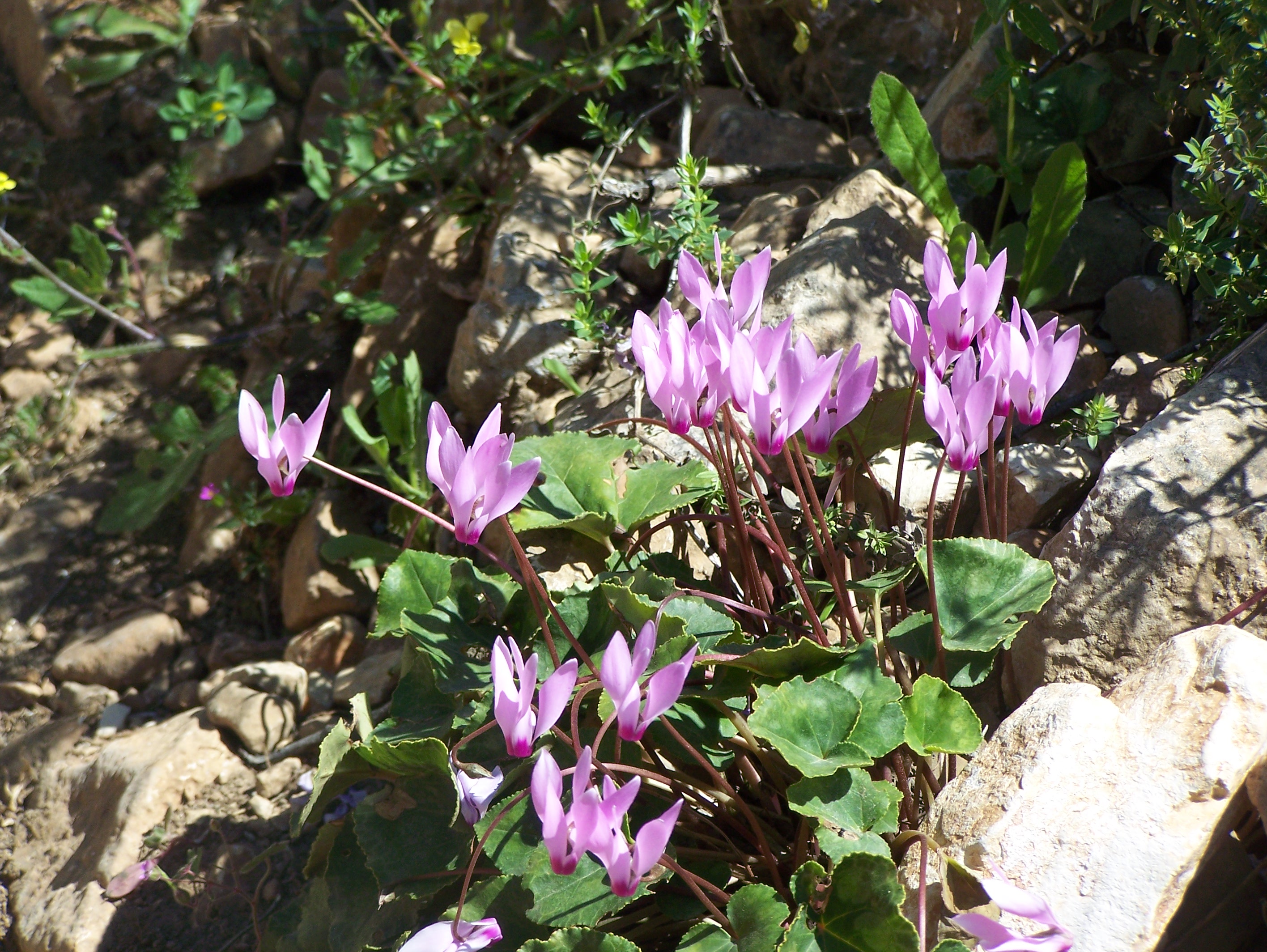 Cyclamen in Sataf