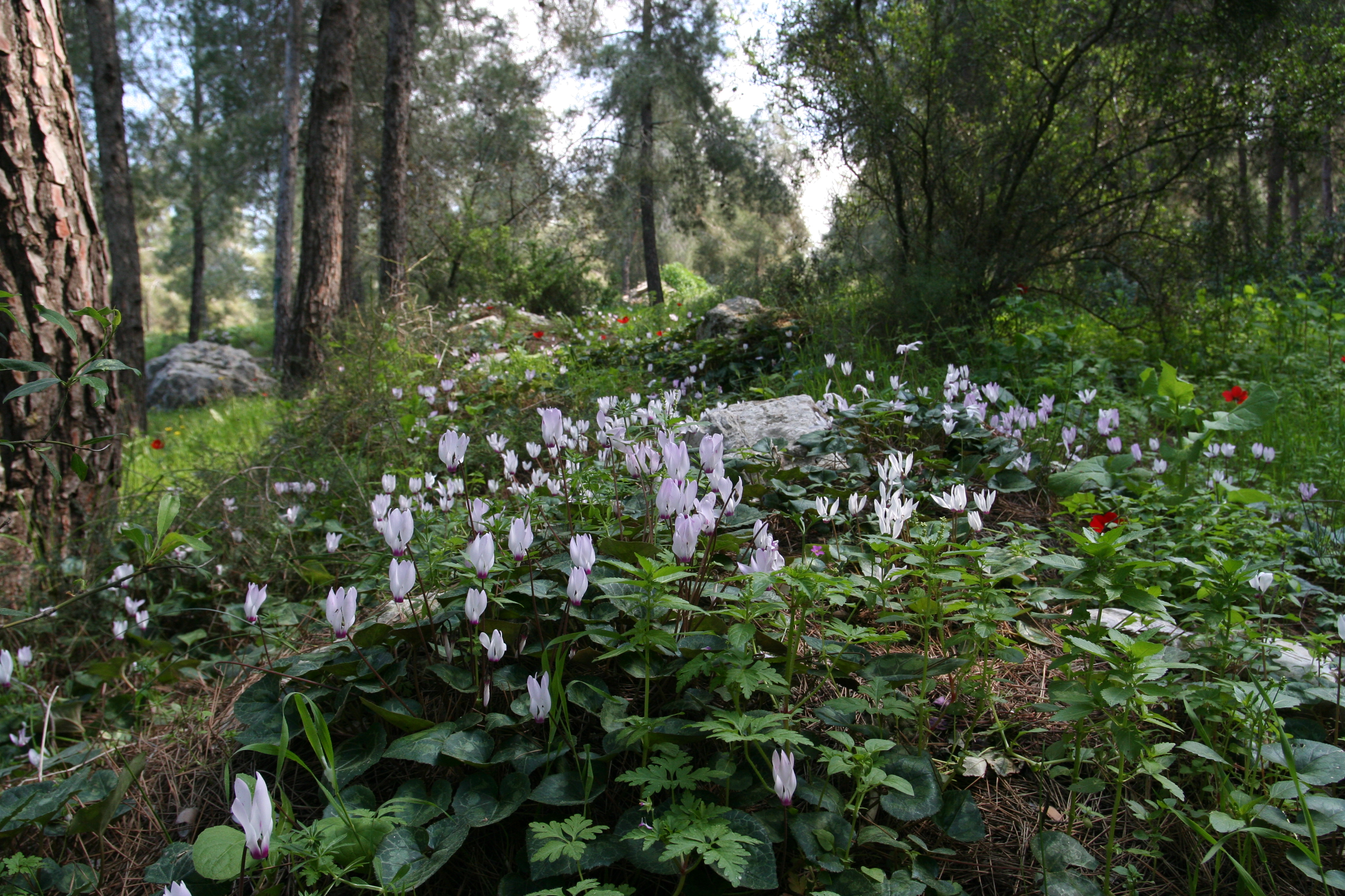 Cyclamen persicum group