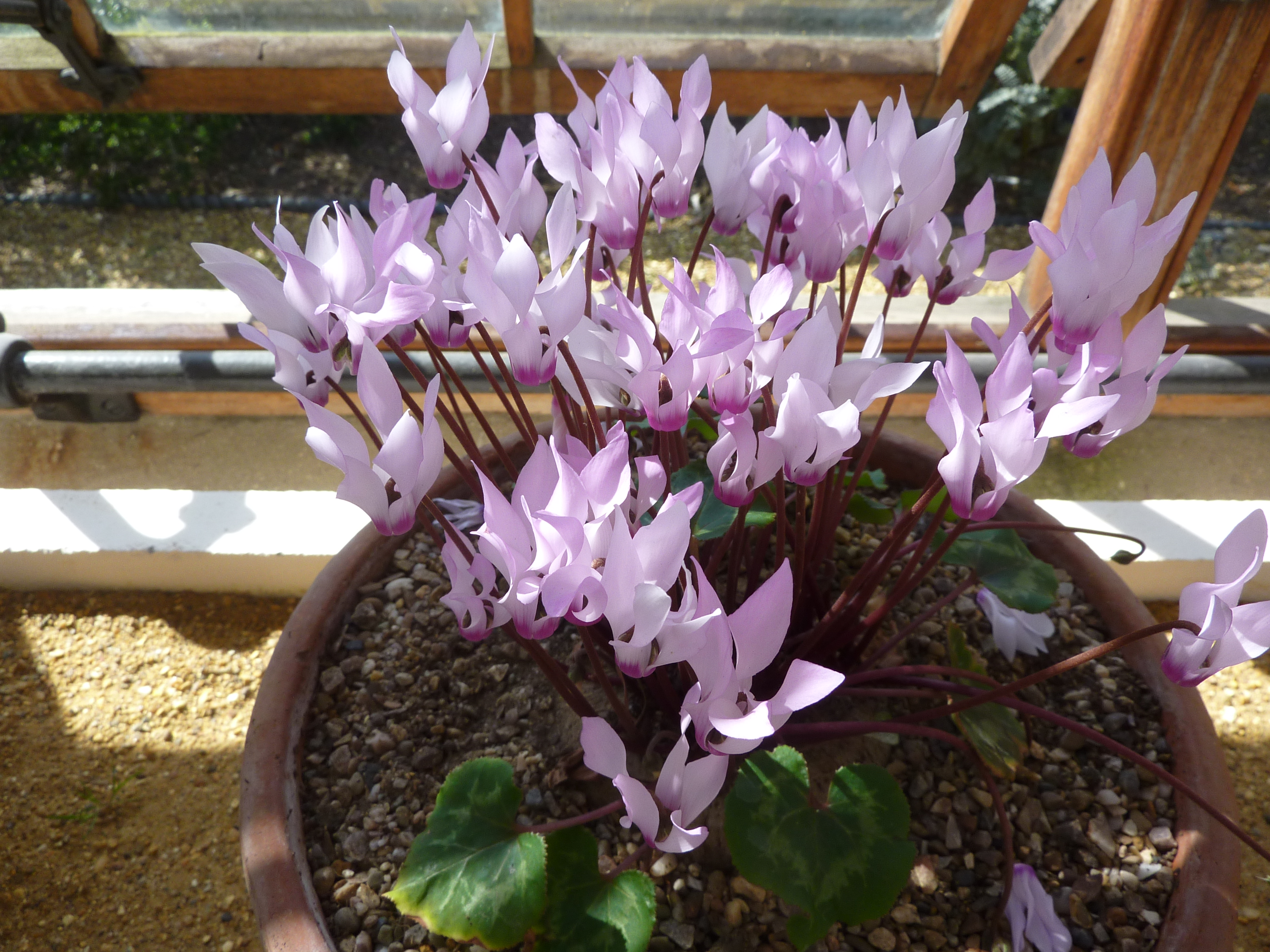 Cyclamen persicum Mill. (Myrsinaceae) plant