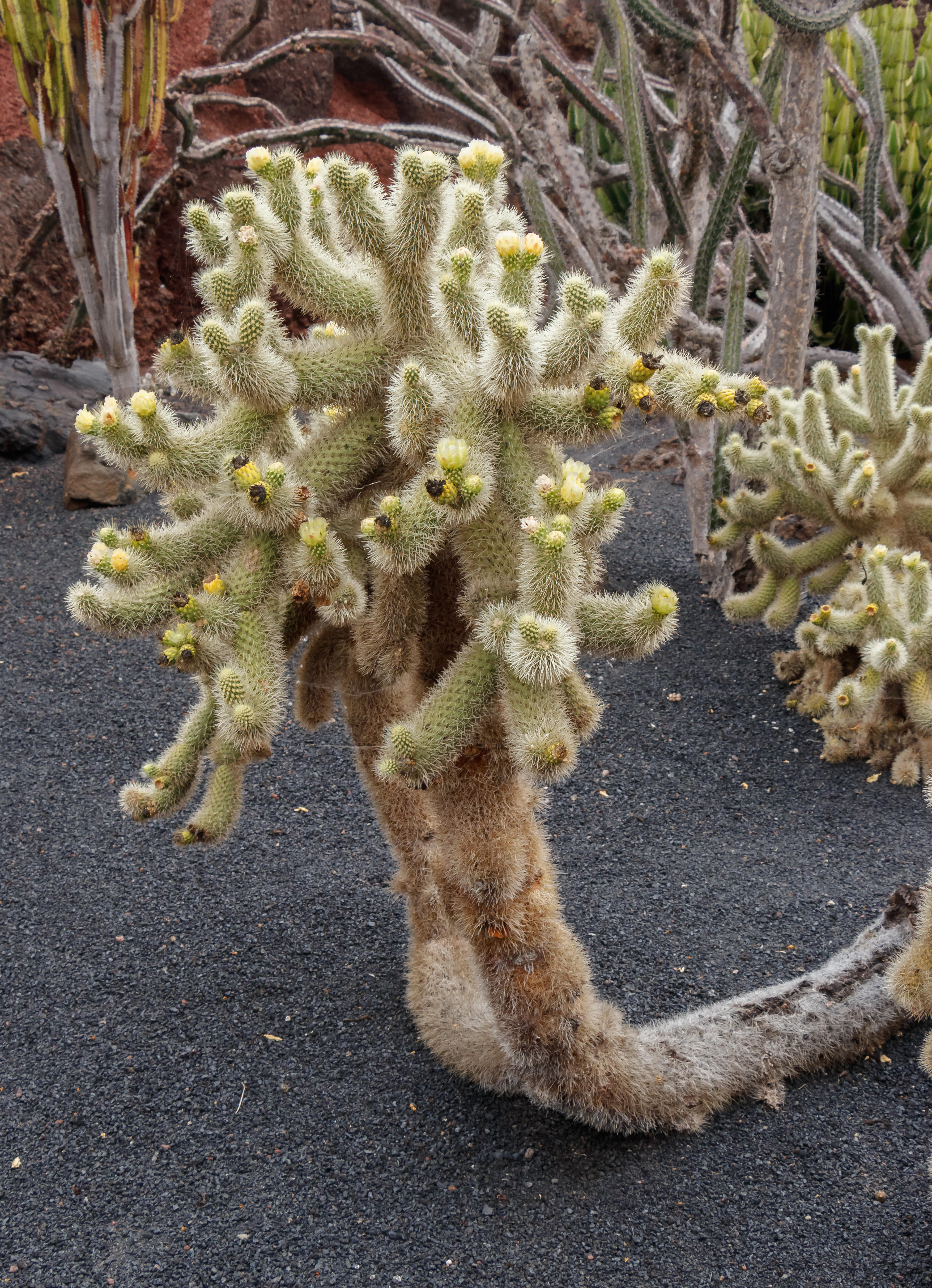 Cylindropuntia bigelovii 01