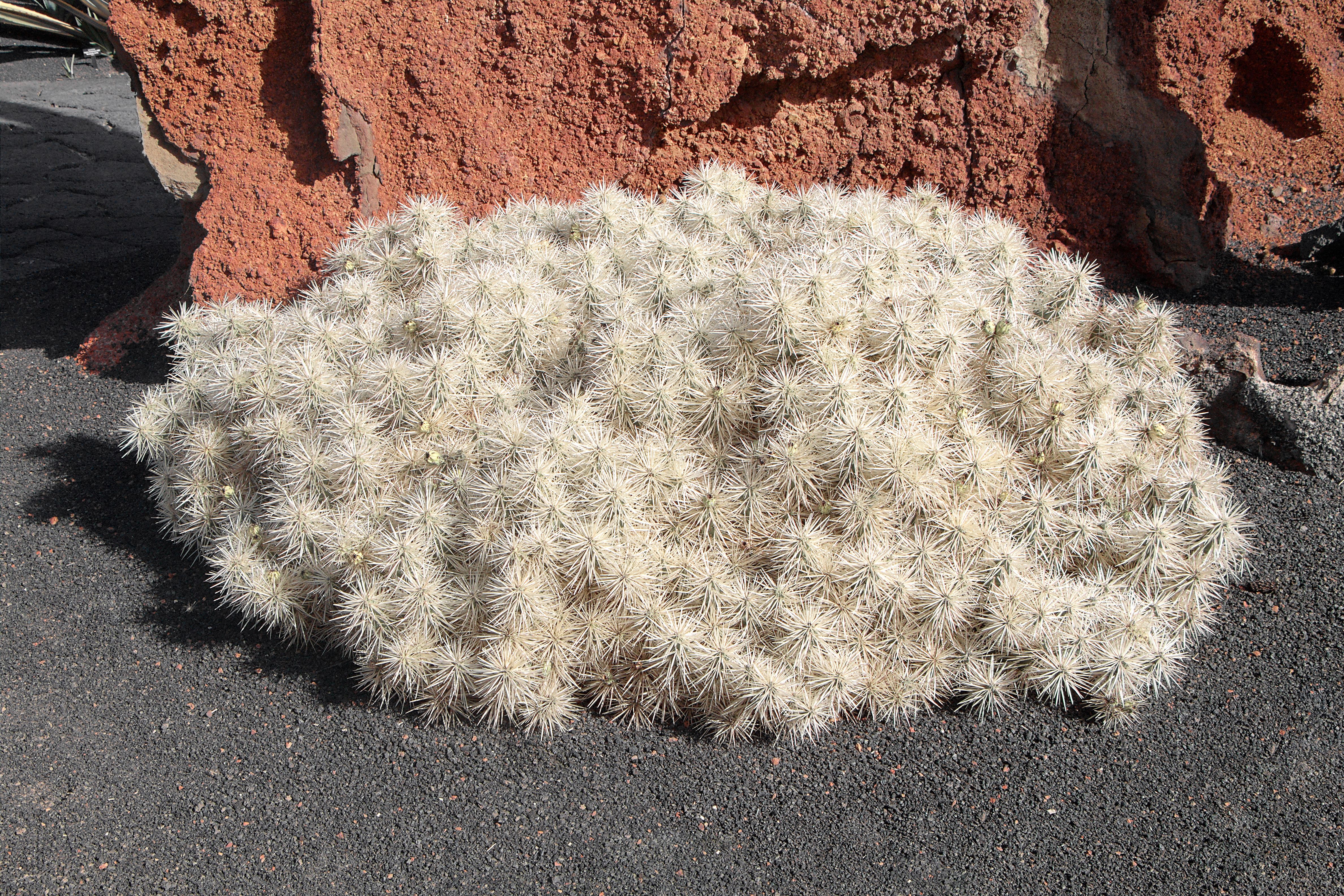 Cylindropuntia tunicata 001