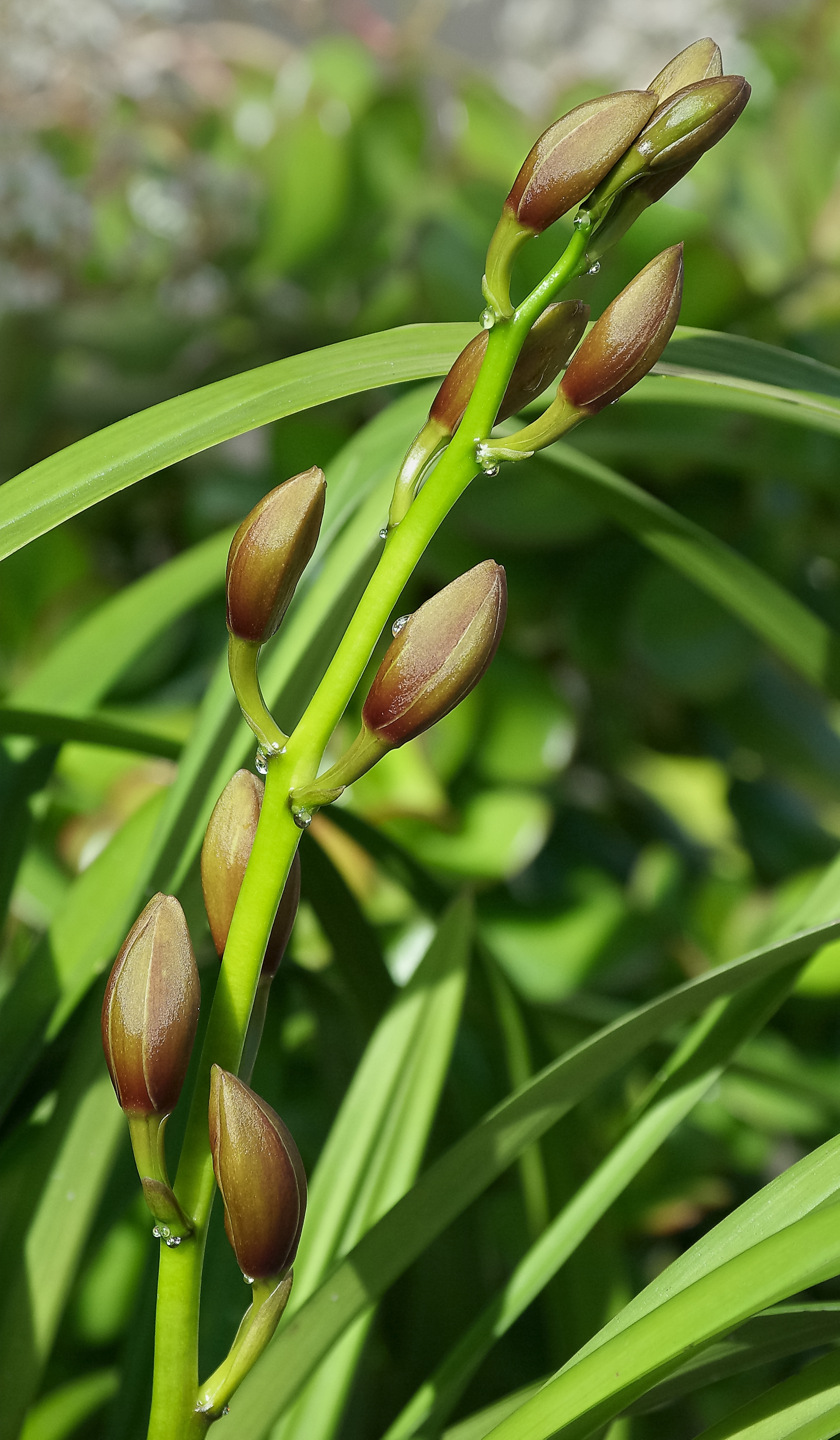 Cymbidium Boutons sève FR 2013