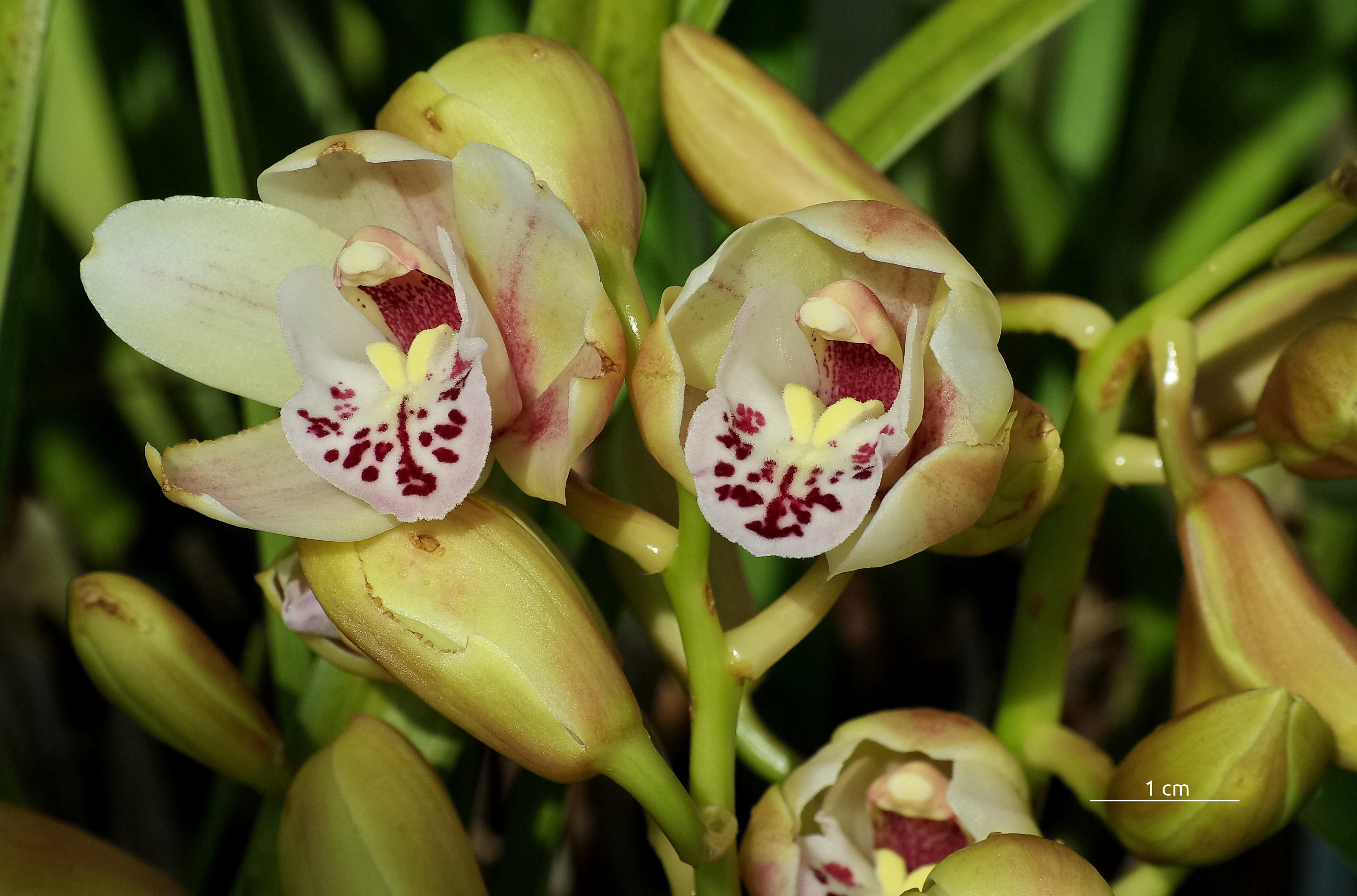 Cymbidium FR 2013