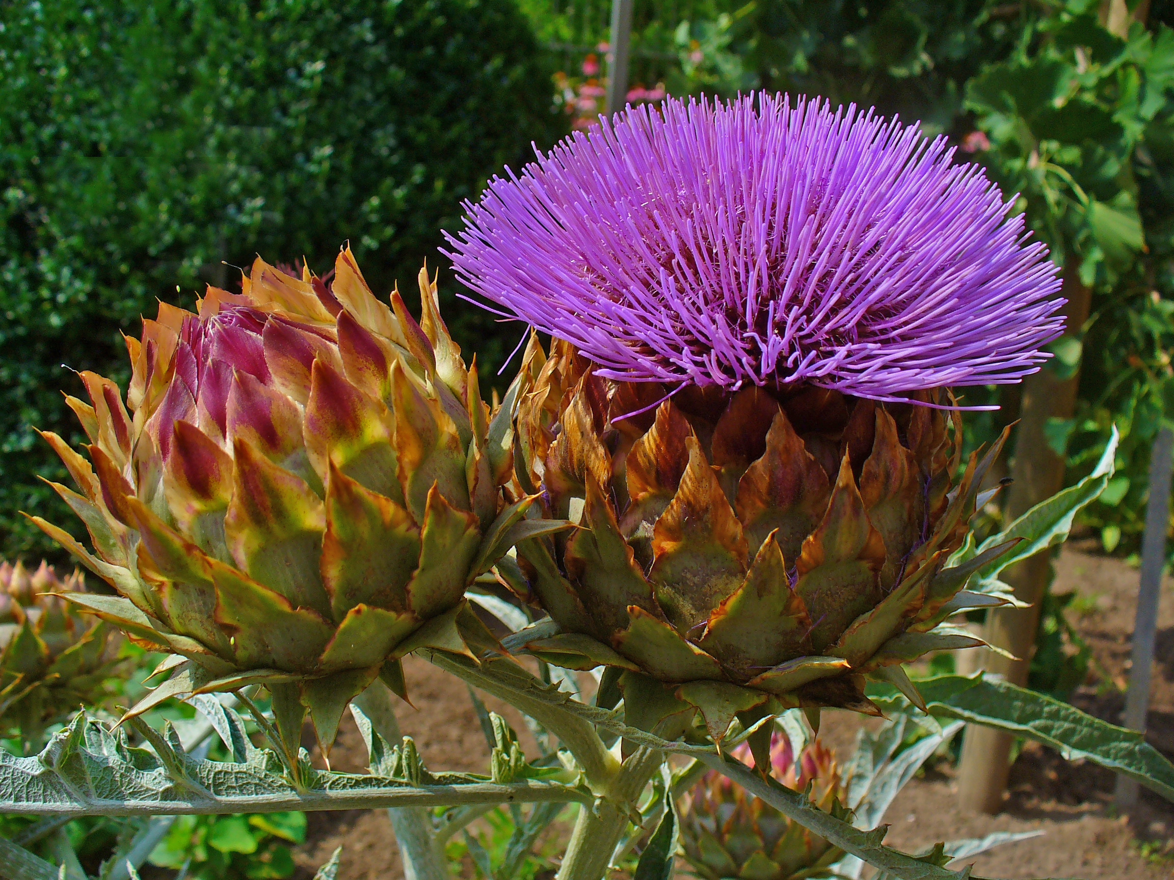 Cynara cardunculus 008