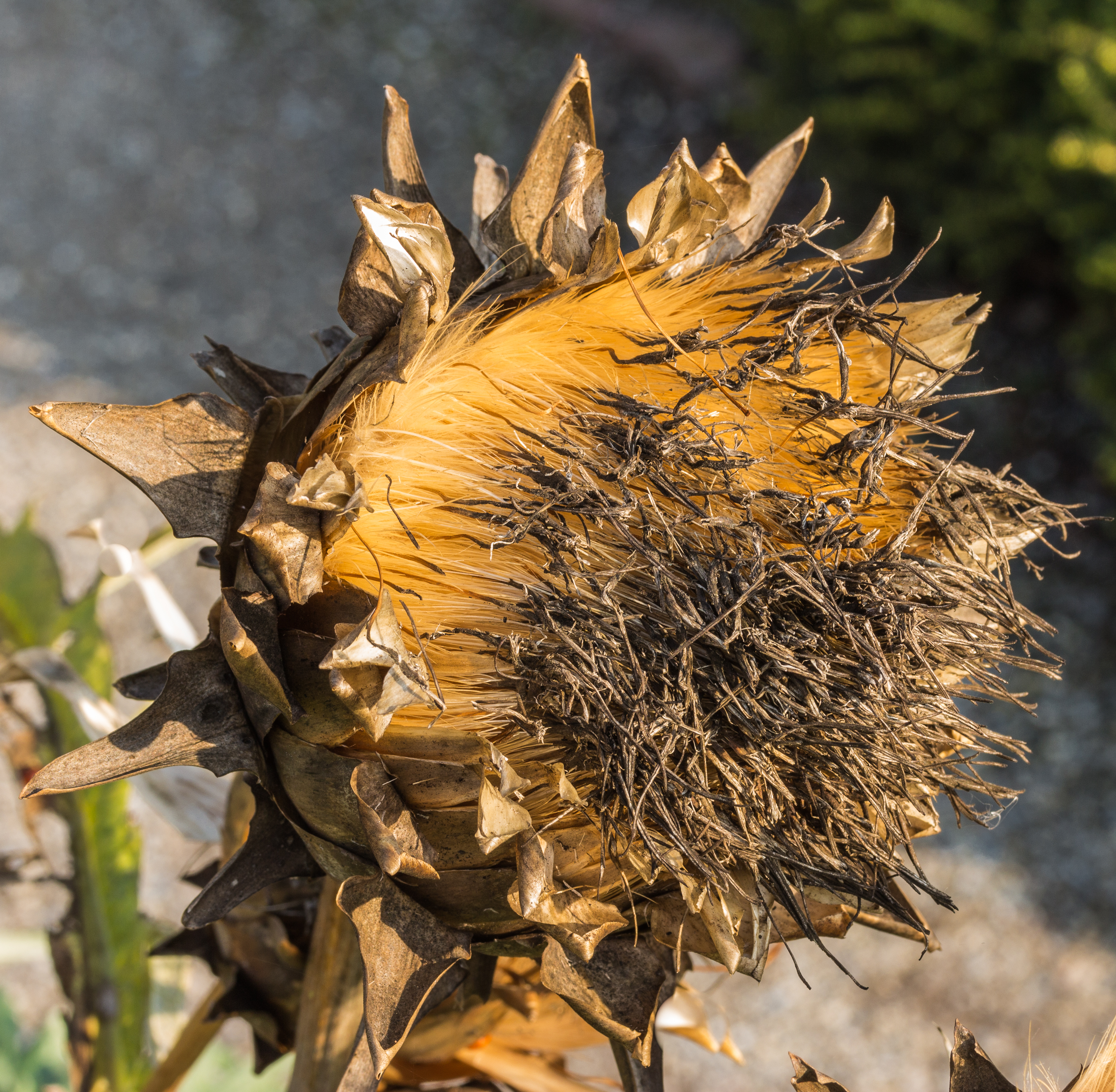 Cynara scolymus, artisjok. (actm)