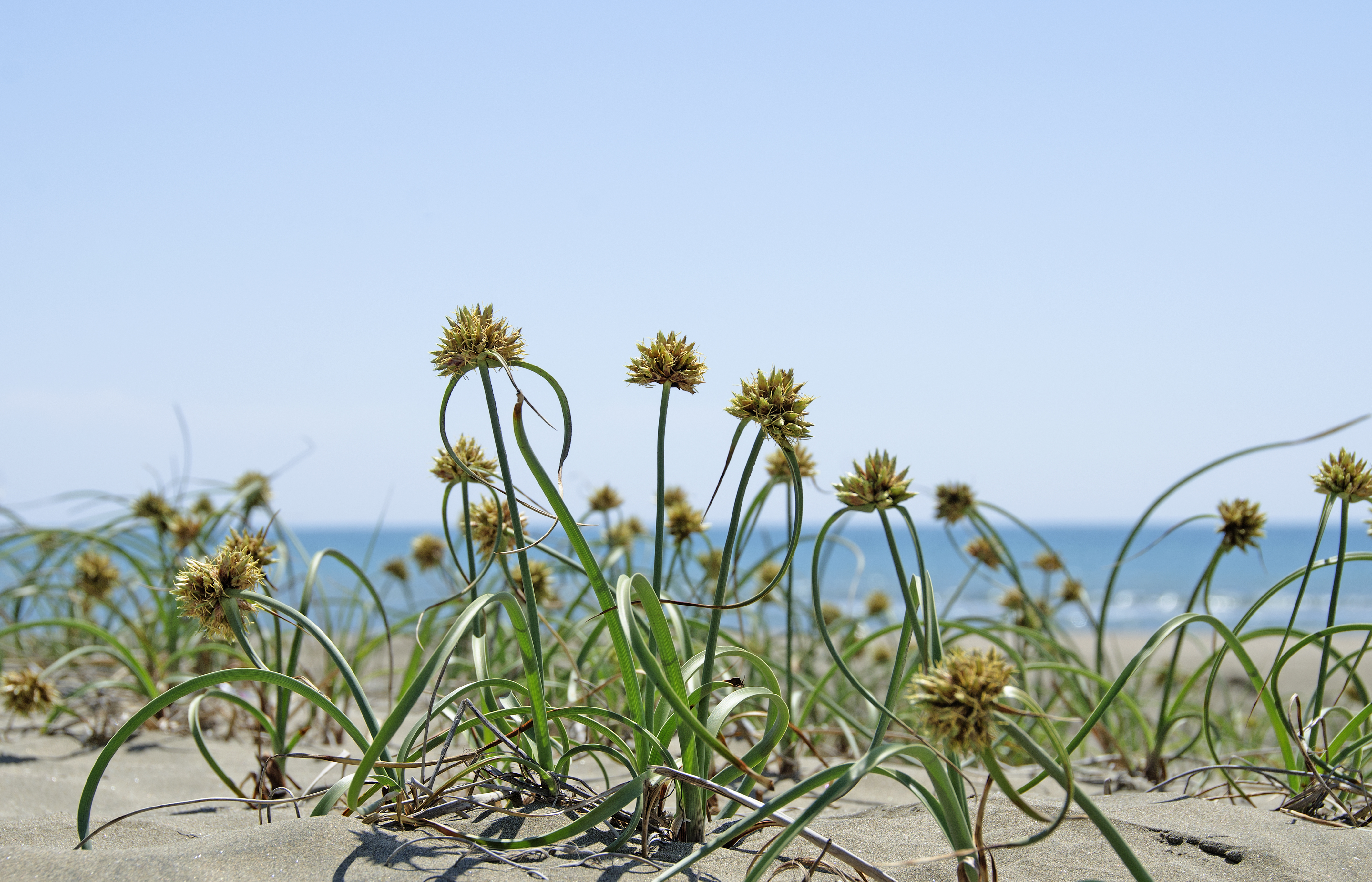 Cyperus capitatus 01