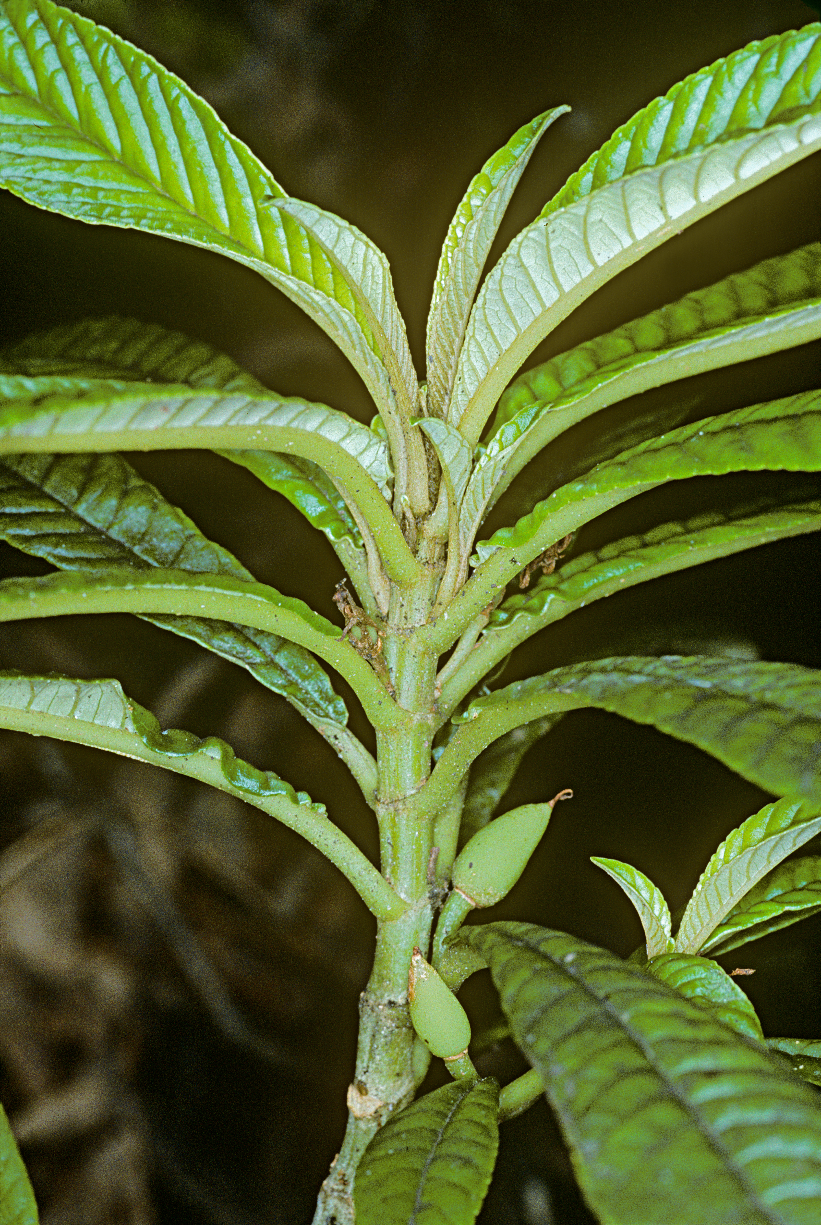 Cyrtandra longifolia (longleaf cyrtandra) twig, fruit (5087389824)