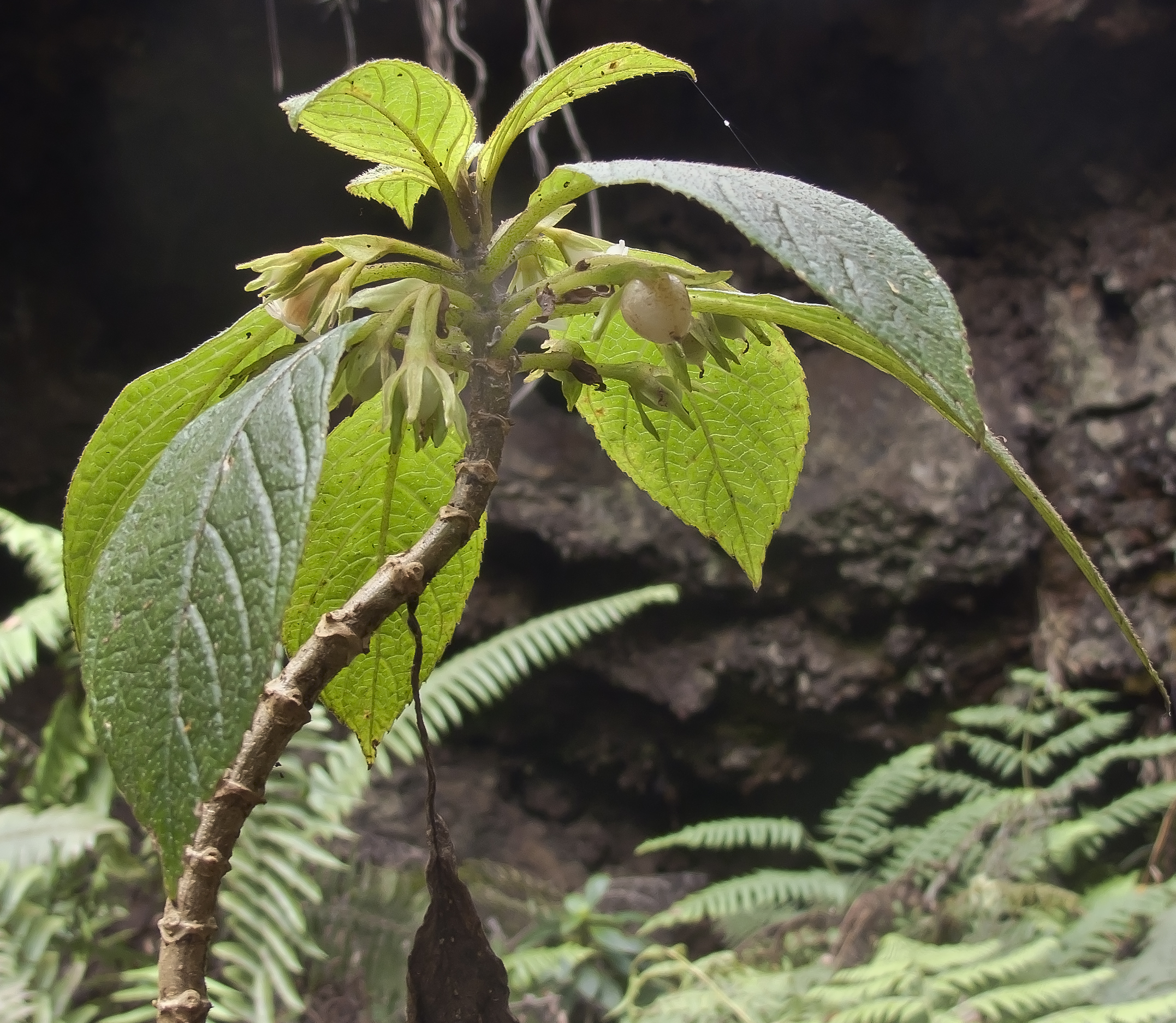 Cyrtandra menziesii (ha`iwale) (6566946417)