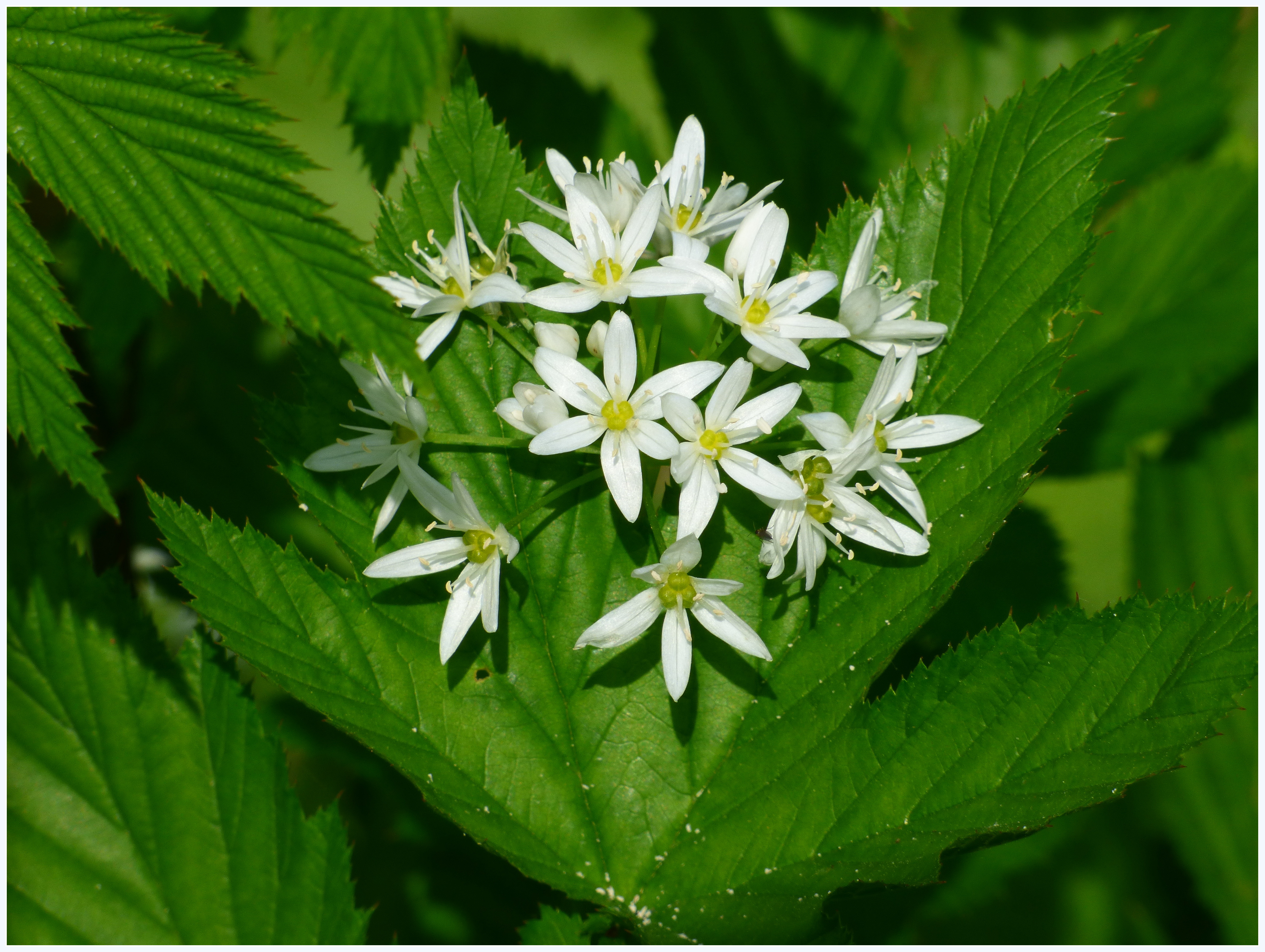 Czosnek niedźwiedzi-Allium ursinum 04