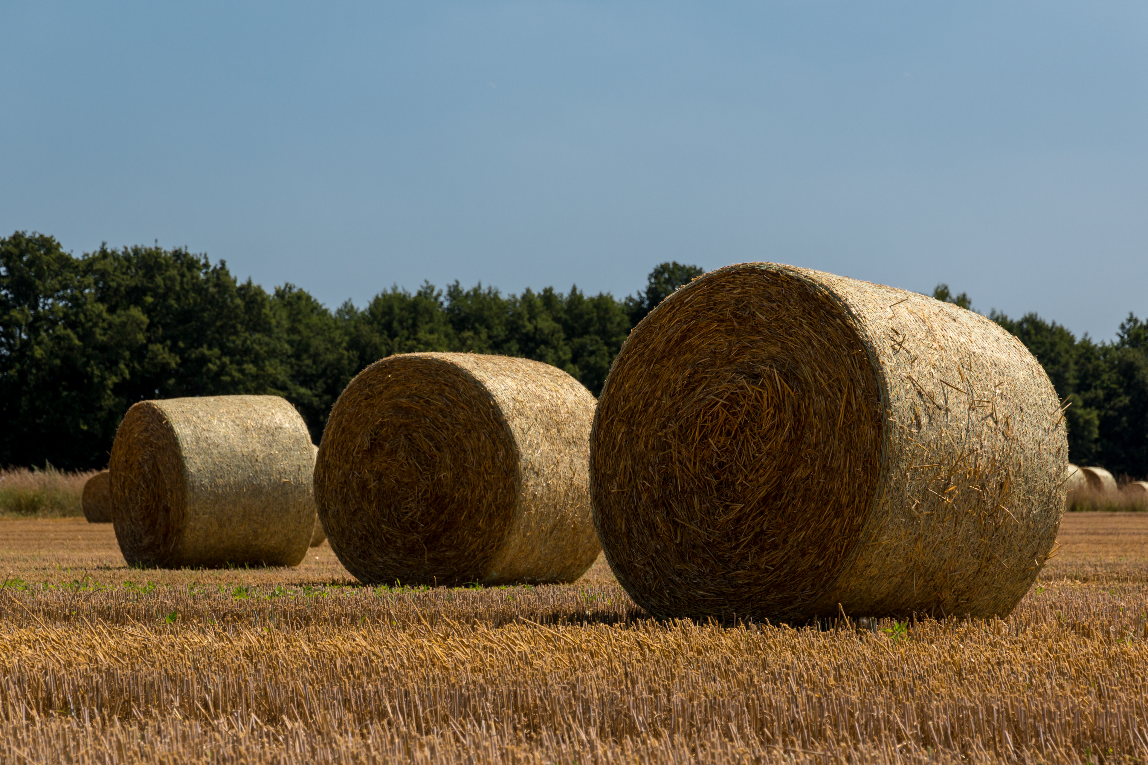 Dülmen, Kirchspiel, Strohballen -- 2015 -- 7781