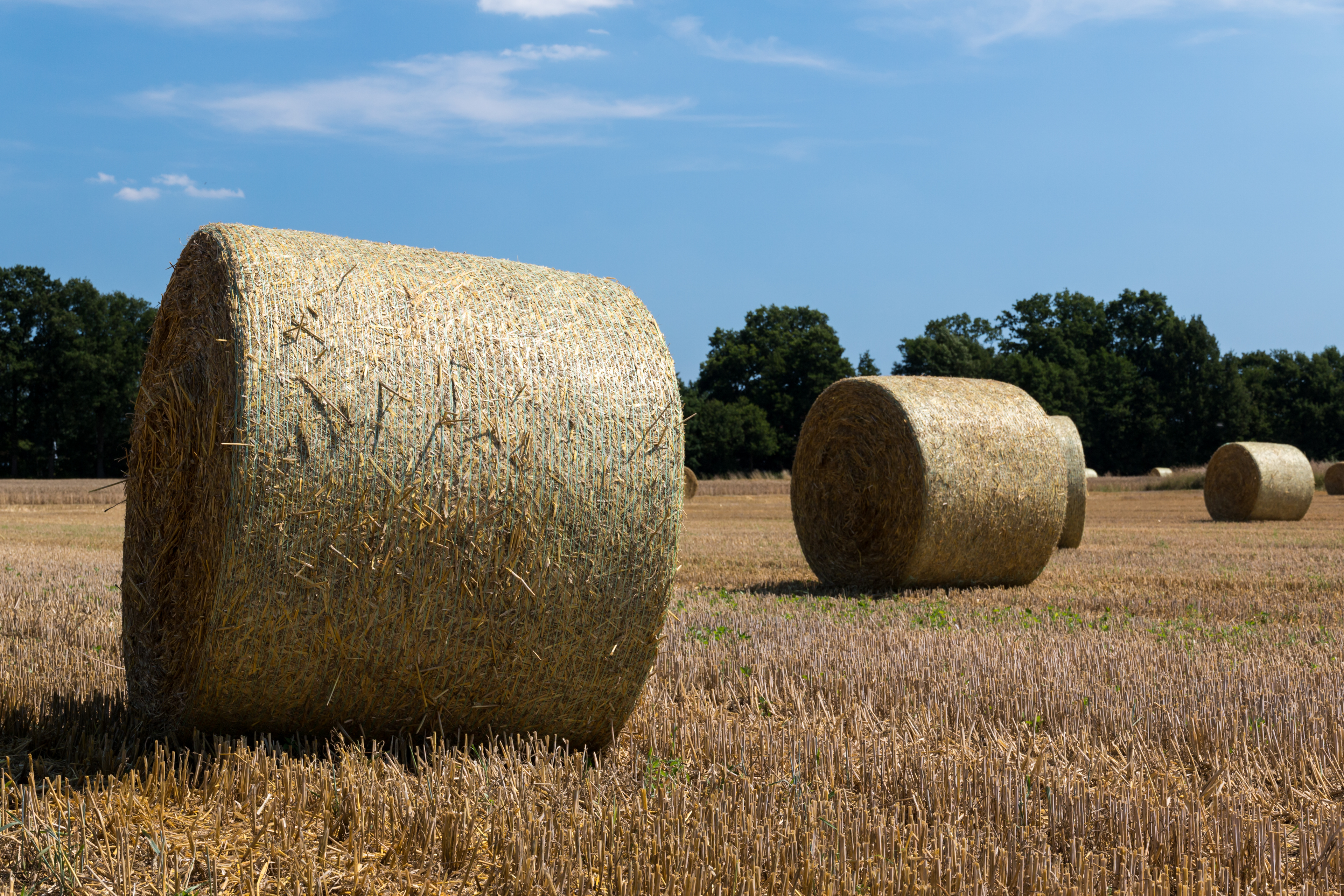 Dülmen, Kirchspiel, Strohballen -- 2015 -- 7783
