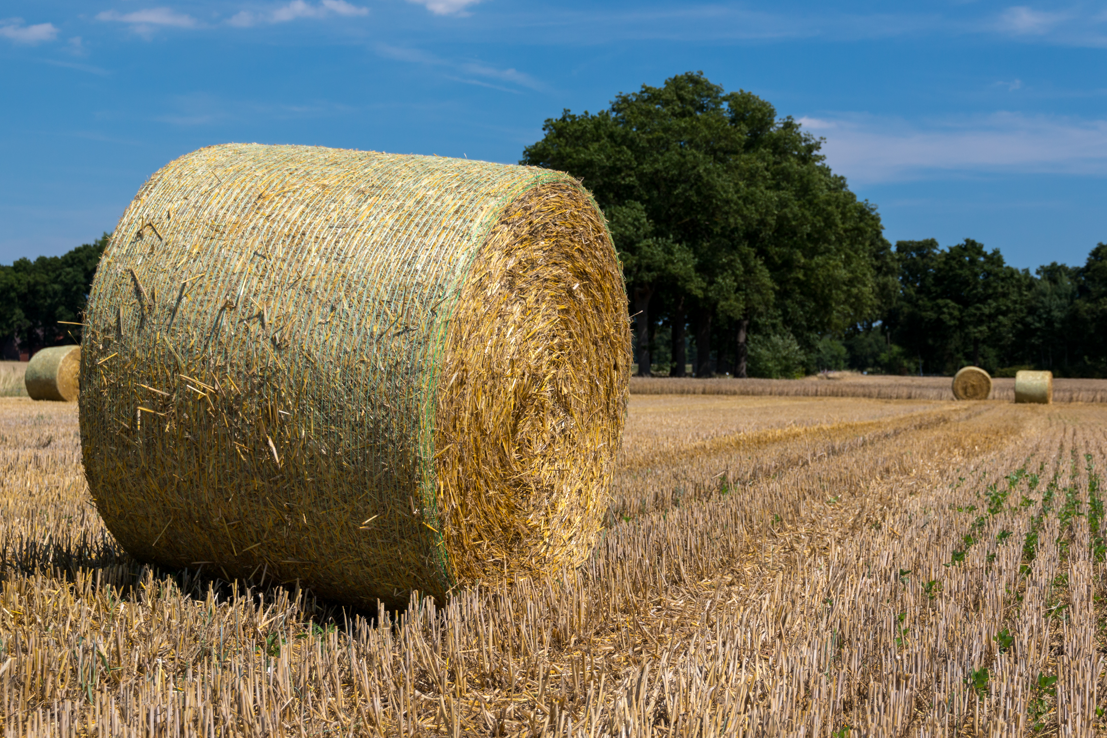 Dülmen, Kirchspiel, Strohballen -- 2015 -- 7787