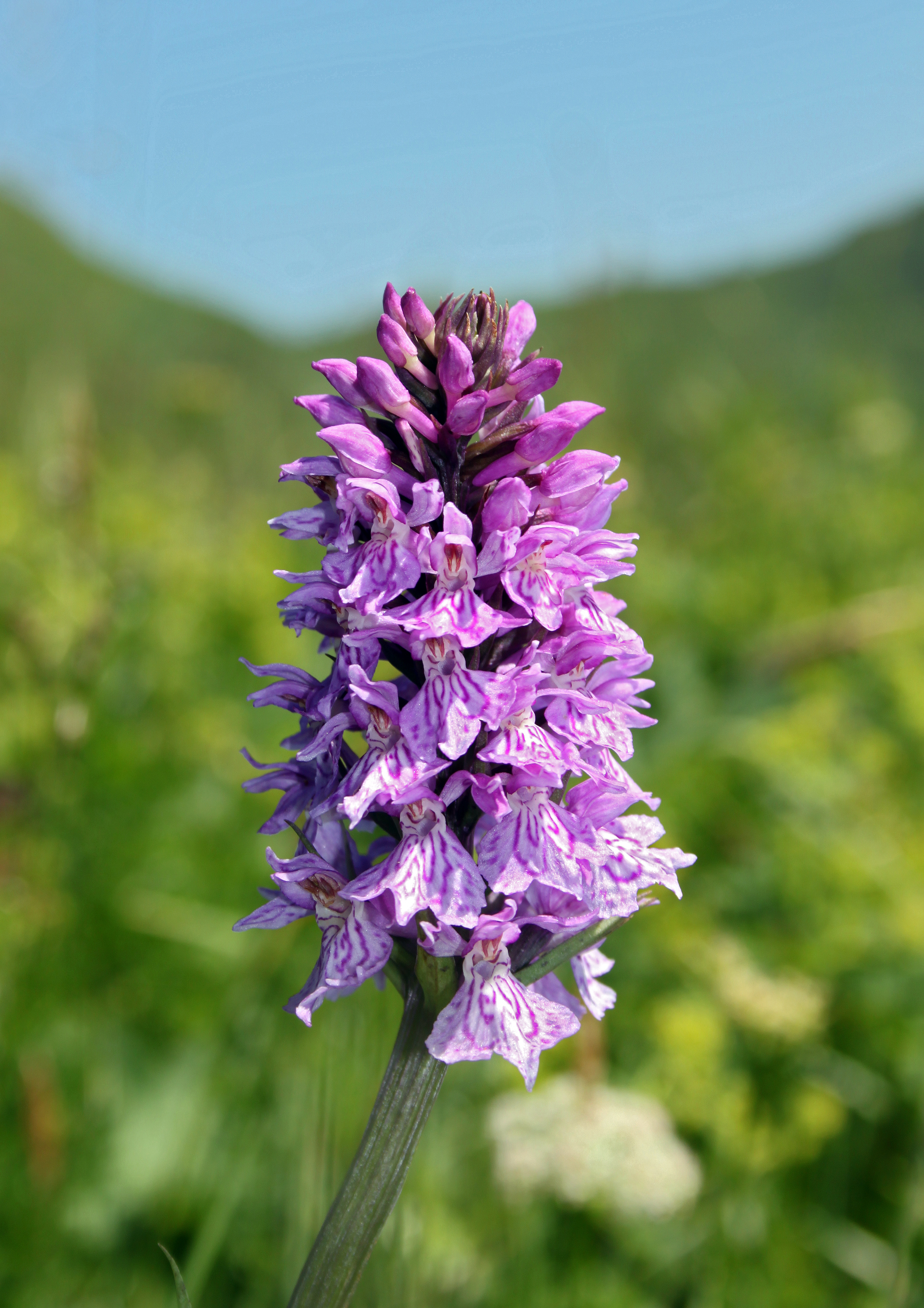 Dactylorhiza-maculata-gefleckte-knabenkraut