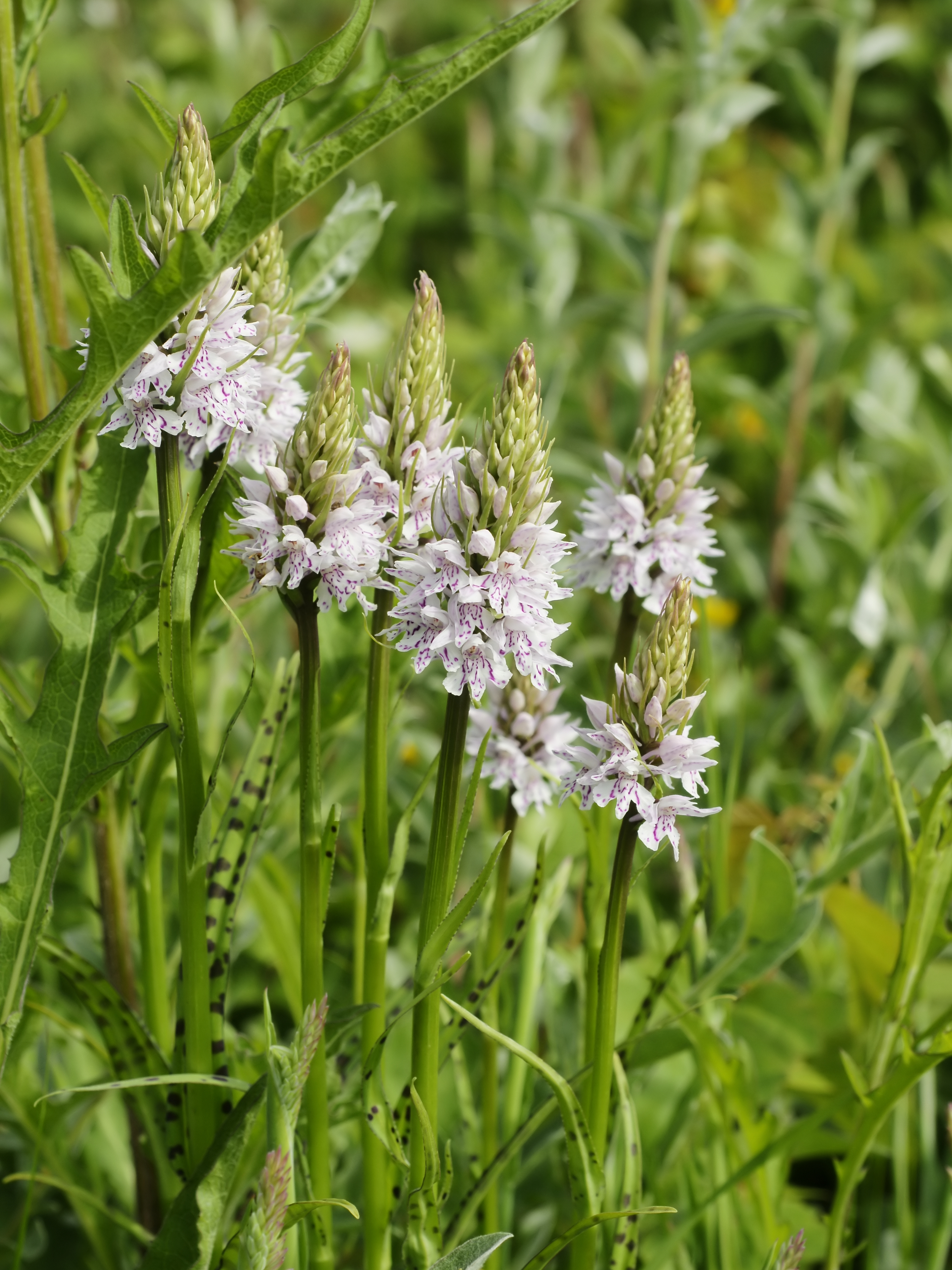Dactylorhiza fuchsii (plants)