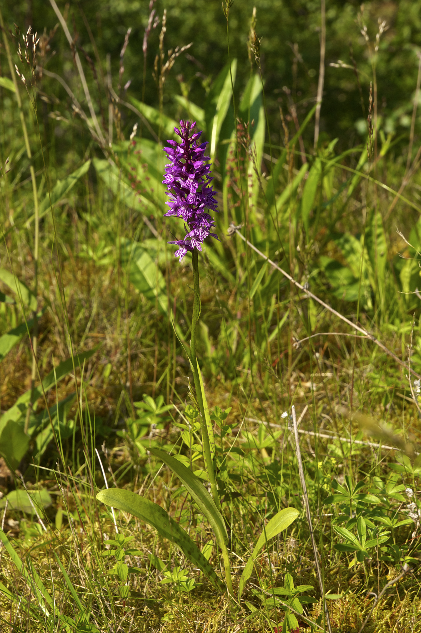 Dactylorhiza maculata LC0299