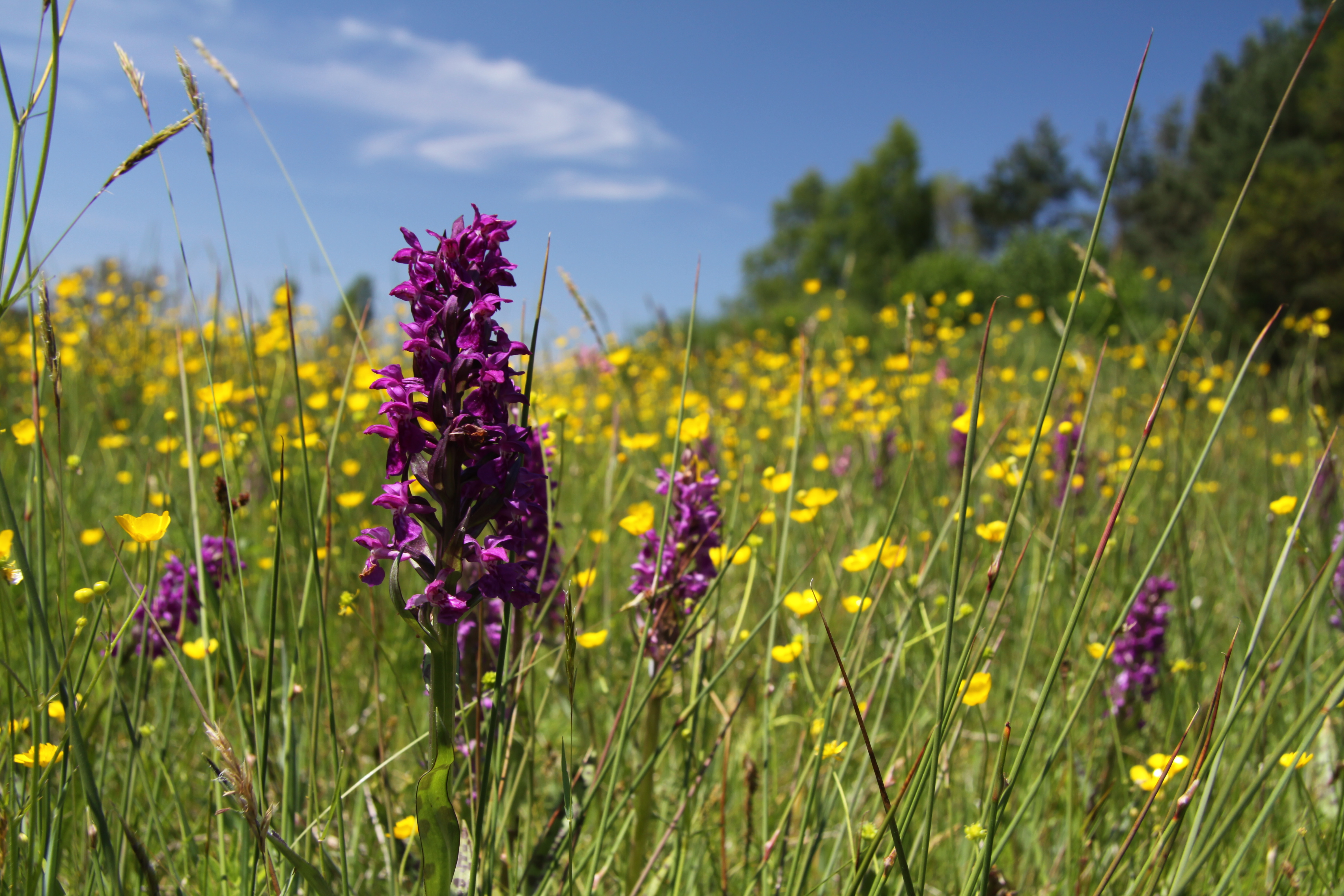 Dactylorhiza majalis in natural monument Vojovicka draha (6)