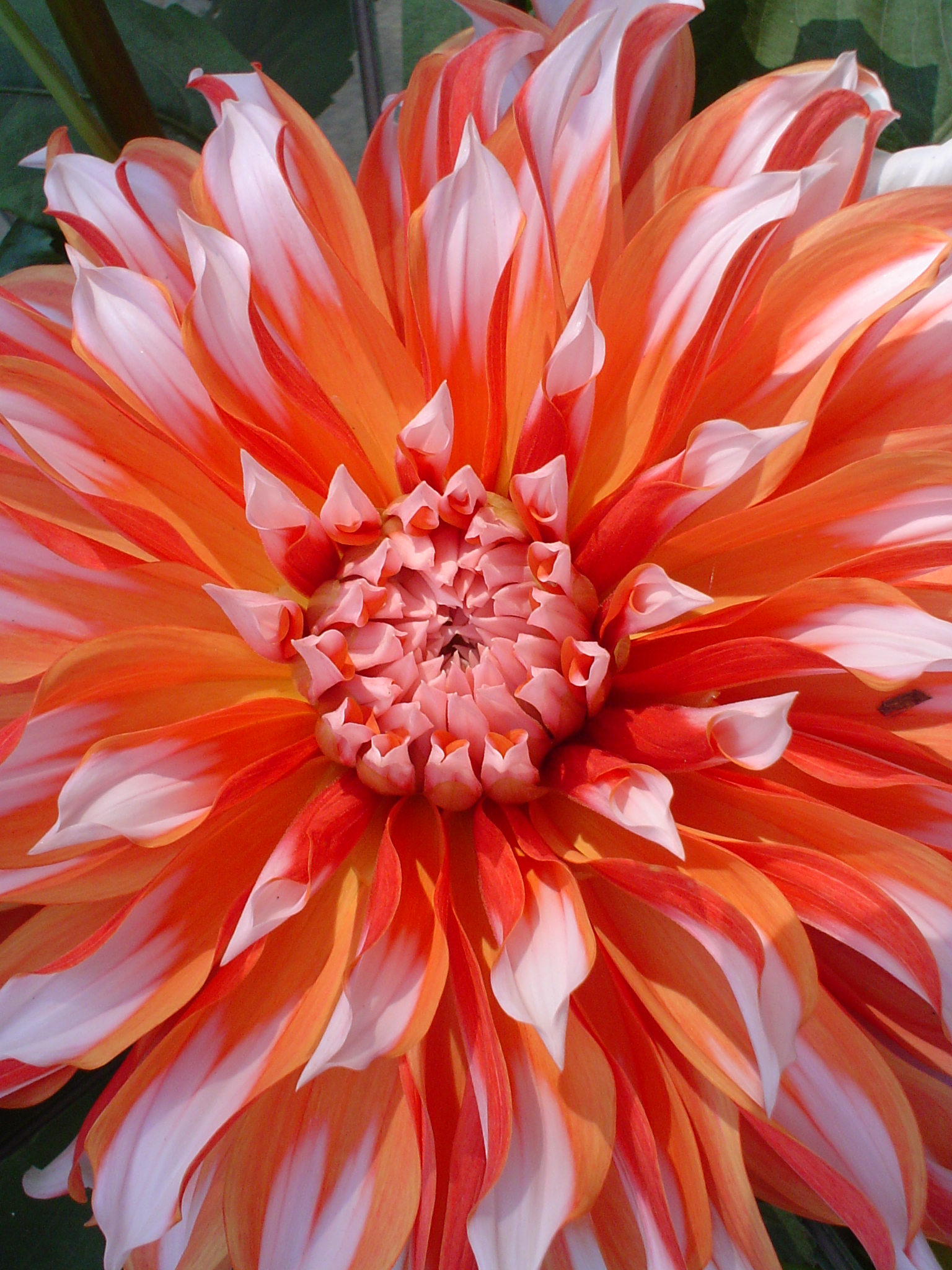 Dahlia 03590