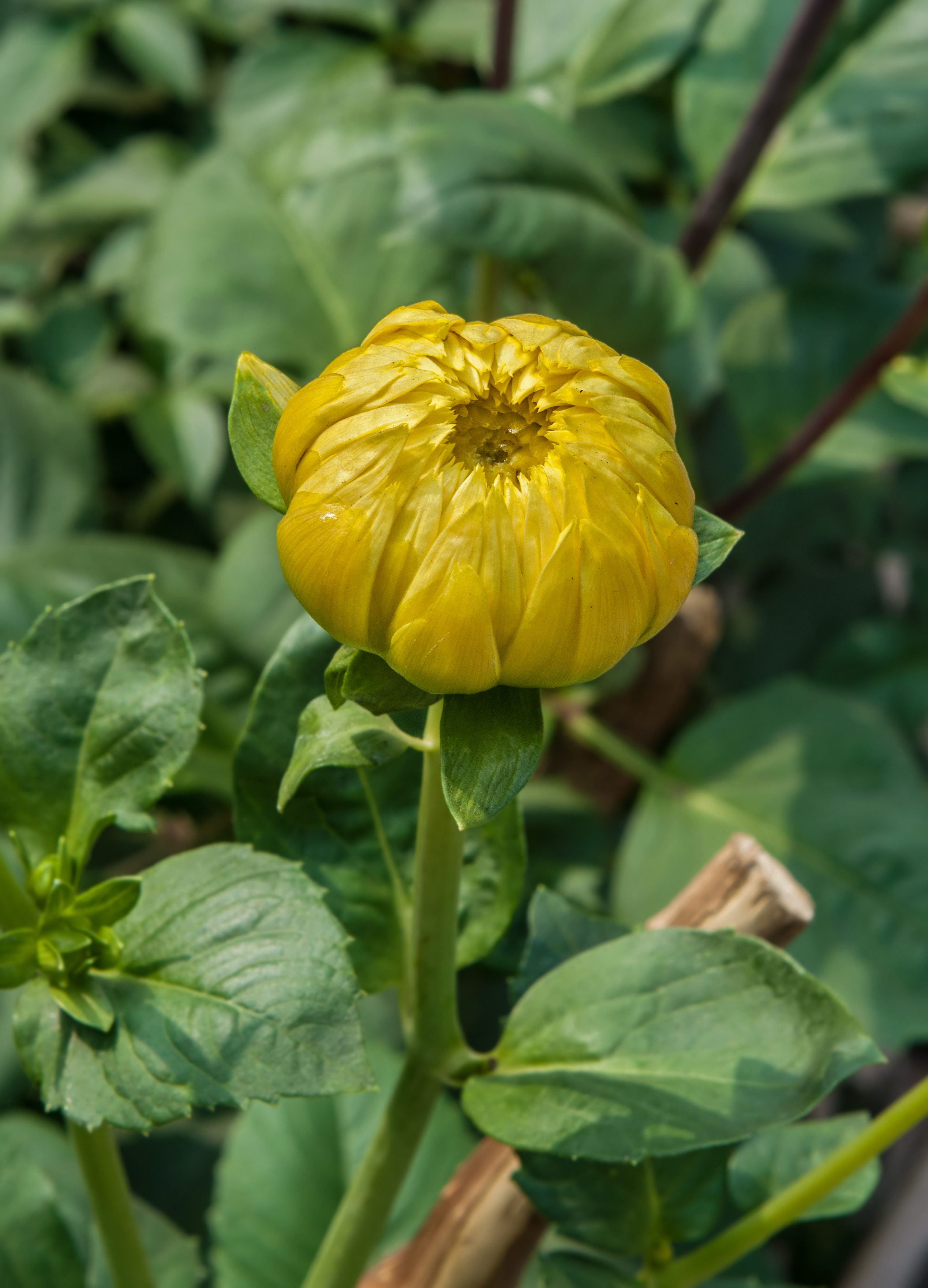 Dahlia 07012015 (2)