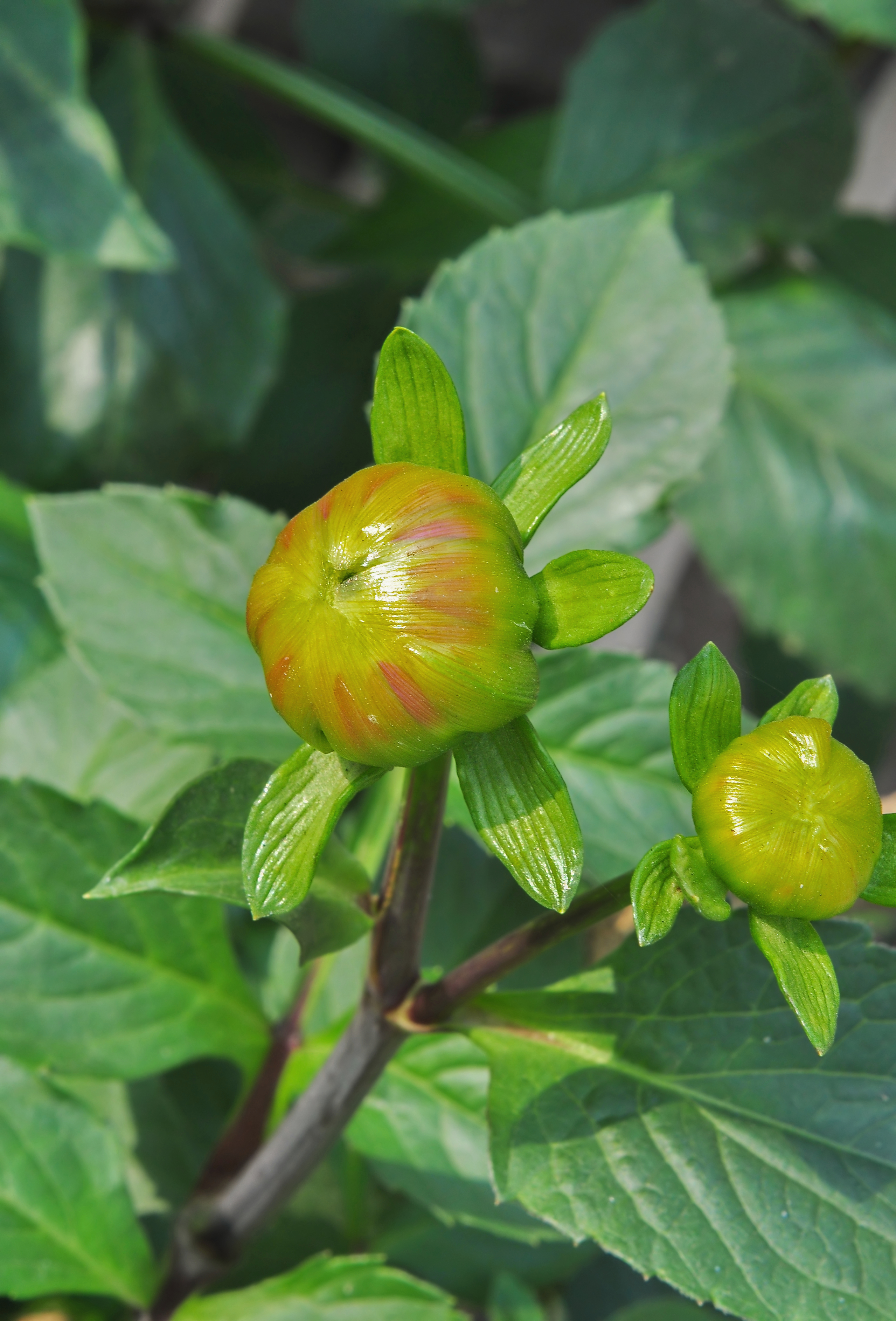 Dahlia 07012015 (4)