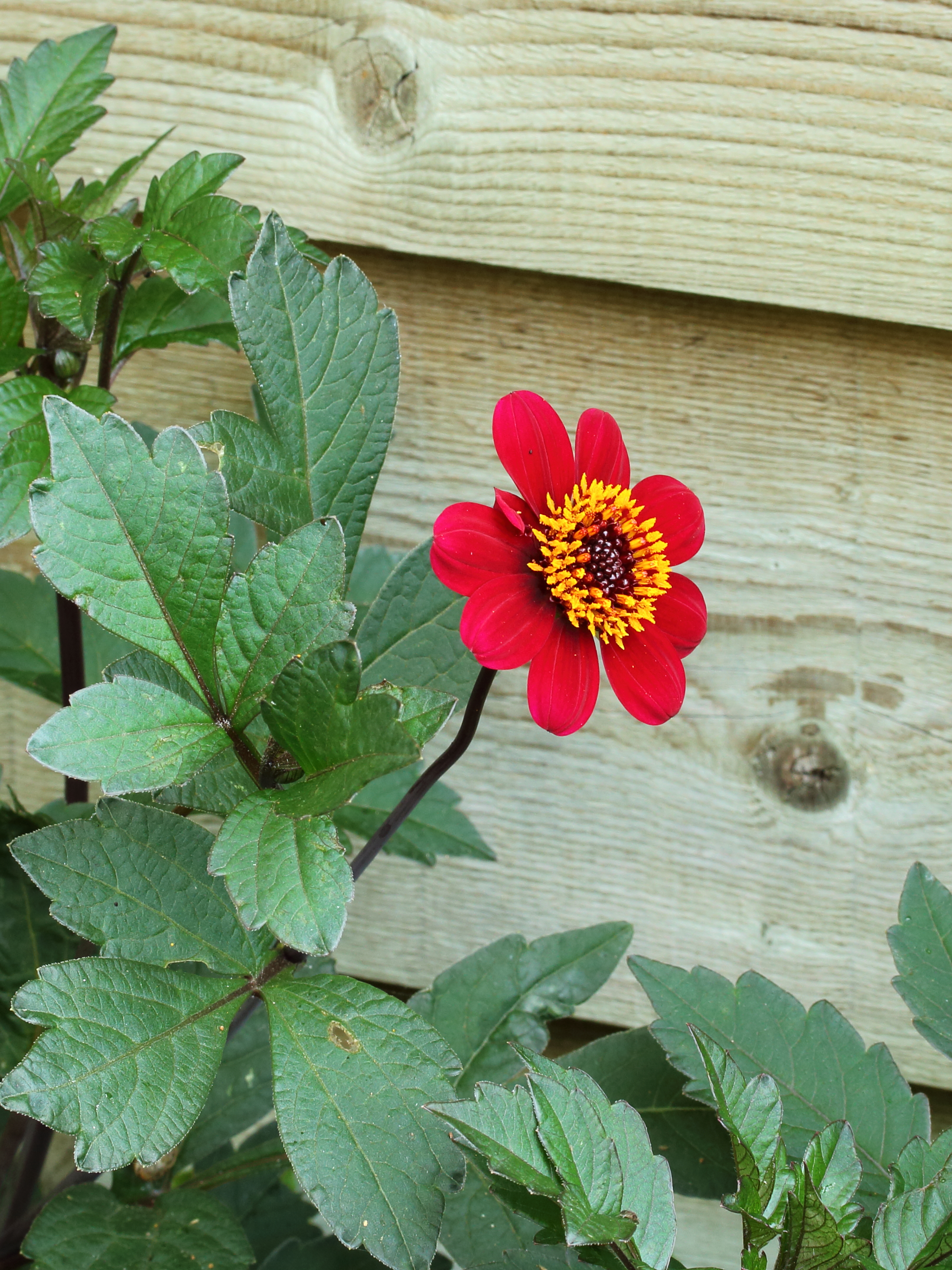 Dahlia 'Bishop of Auckland'
