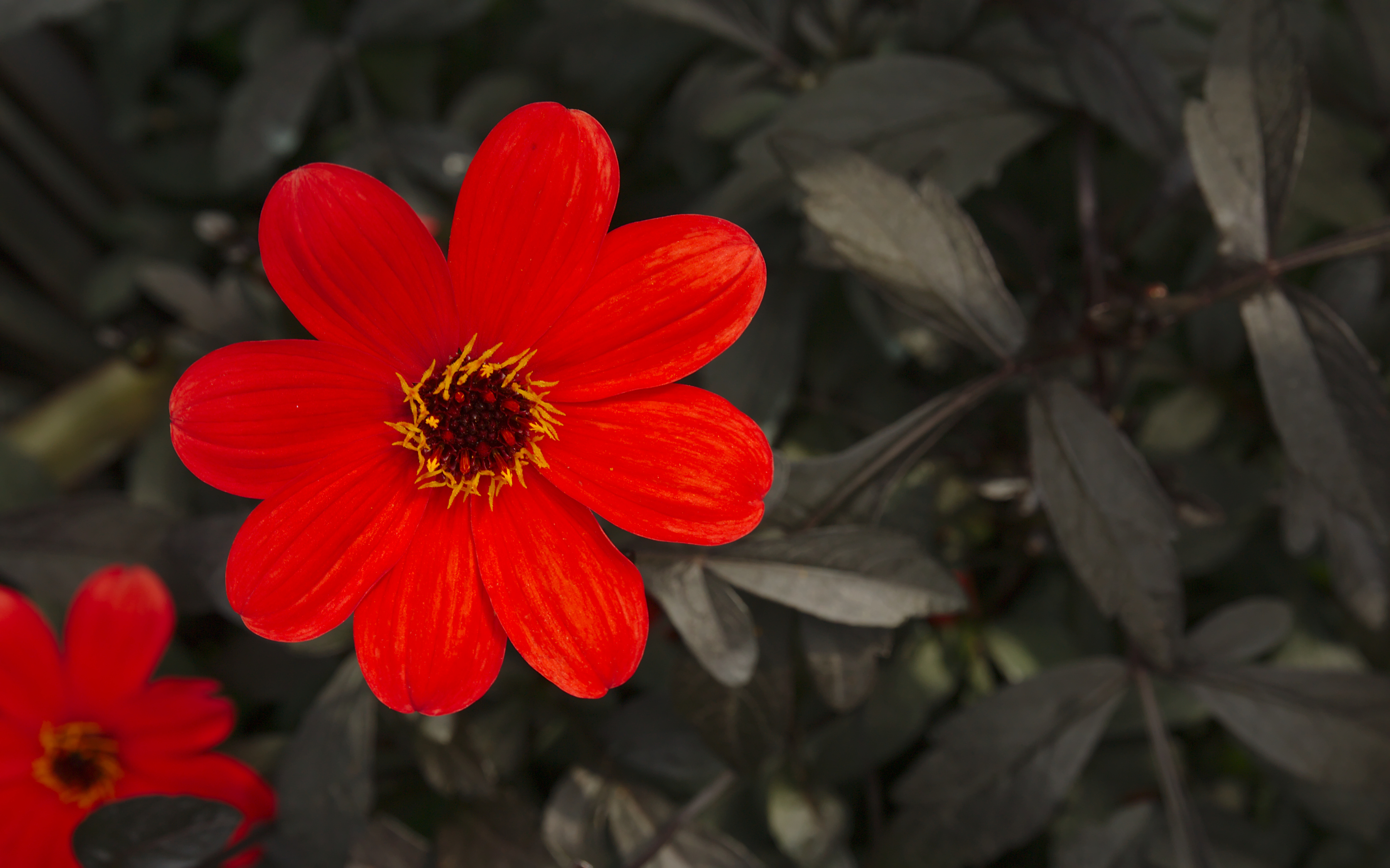 Dahlia 'Mystic Enchantment' in Minter Gardens, Chillwack