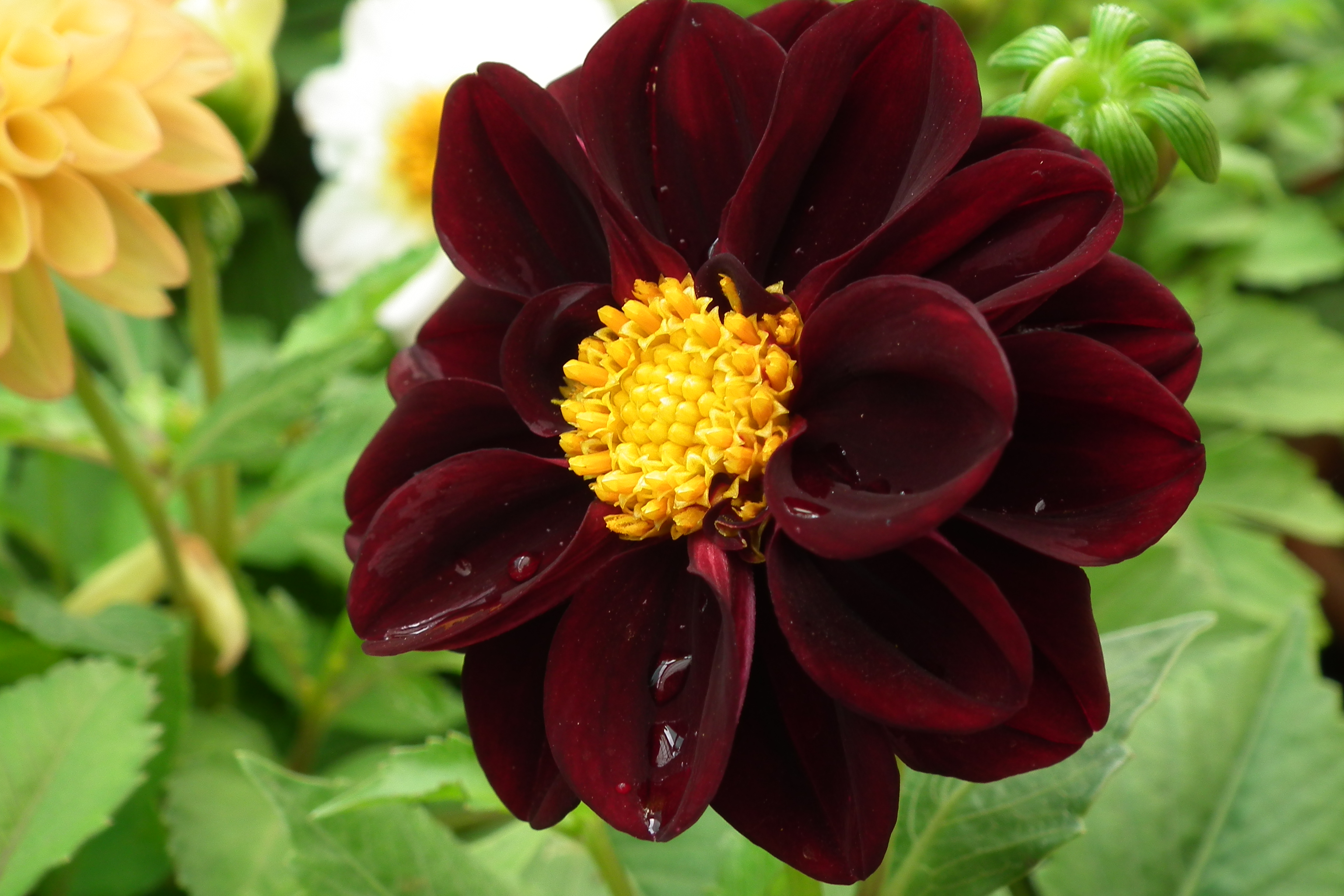 Dahlia at Lalbagh flowershow aug2011 7064