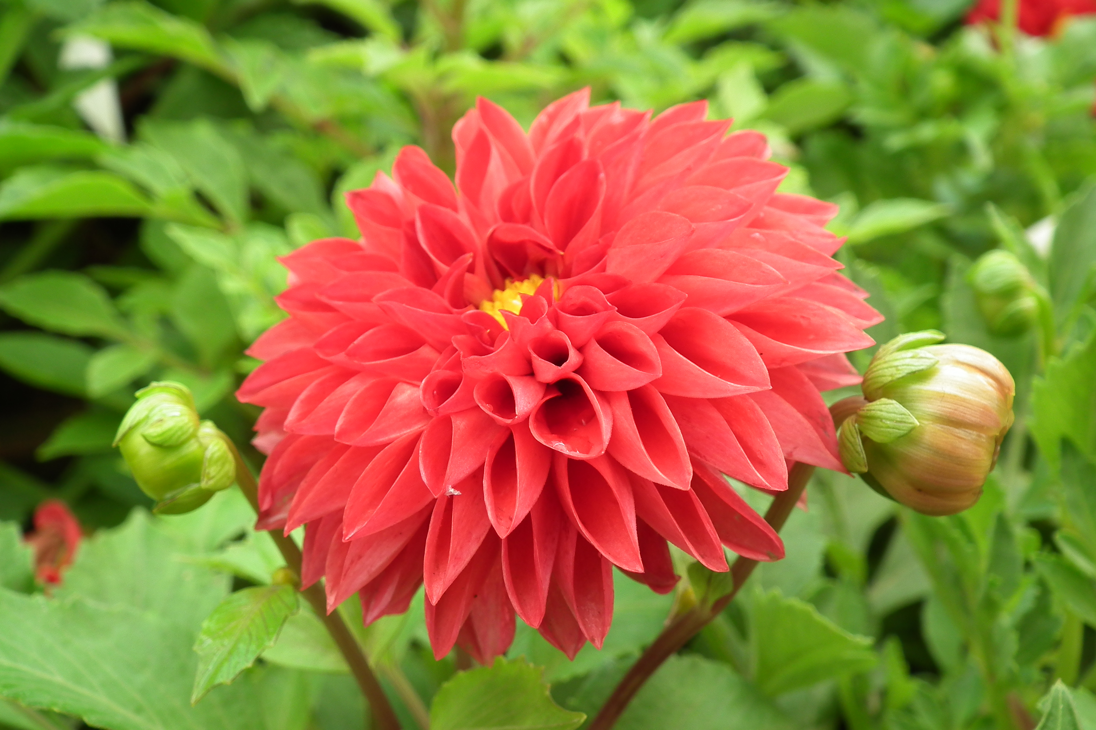 Dahlia at Lalbagh flowershow aug2011 7066