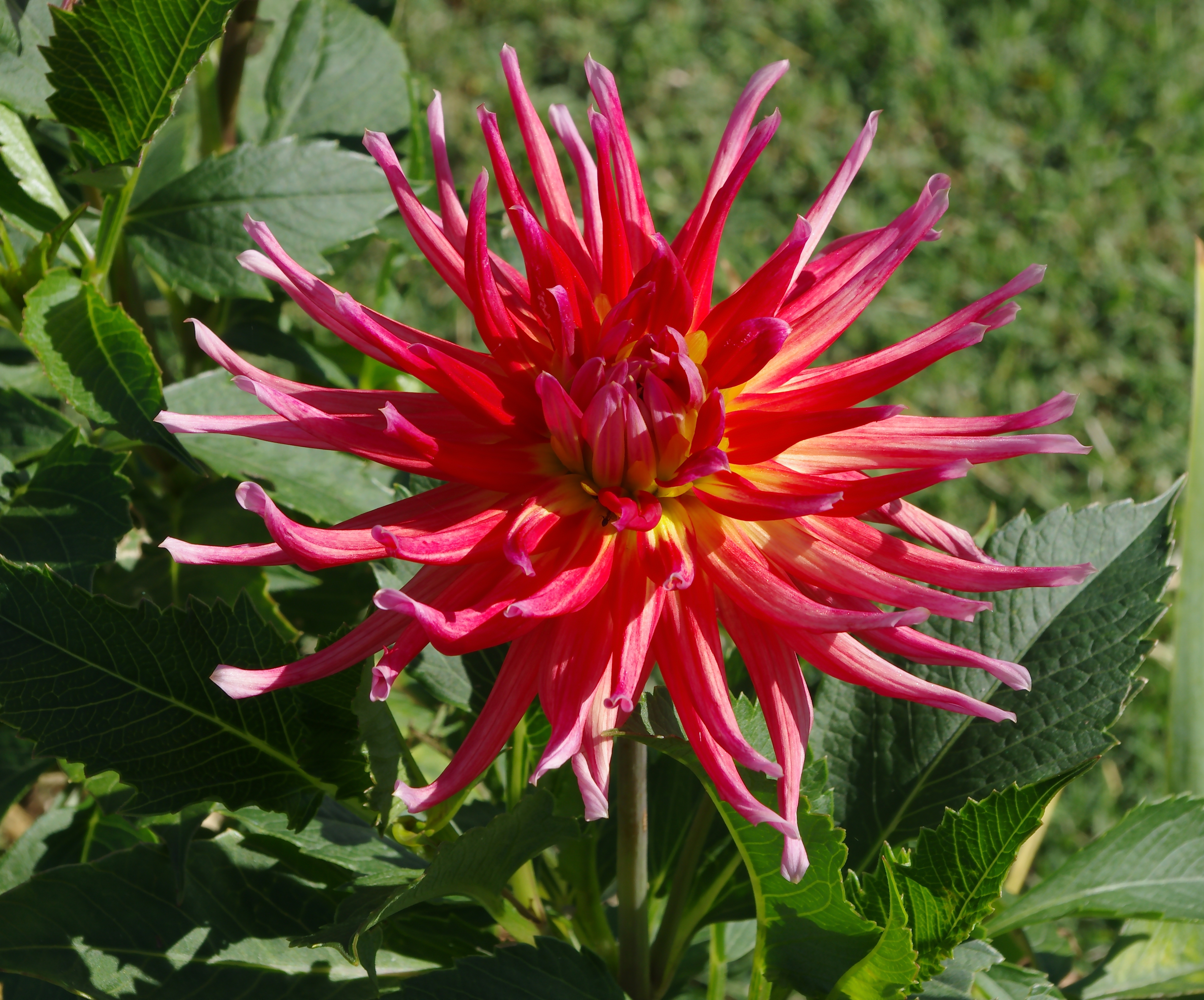 Dahlia FR 2012