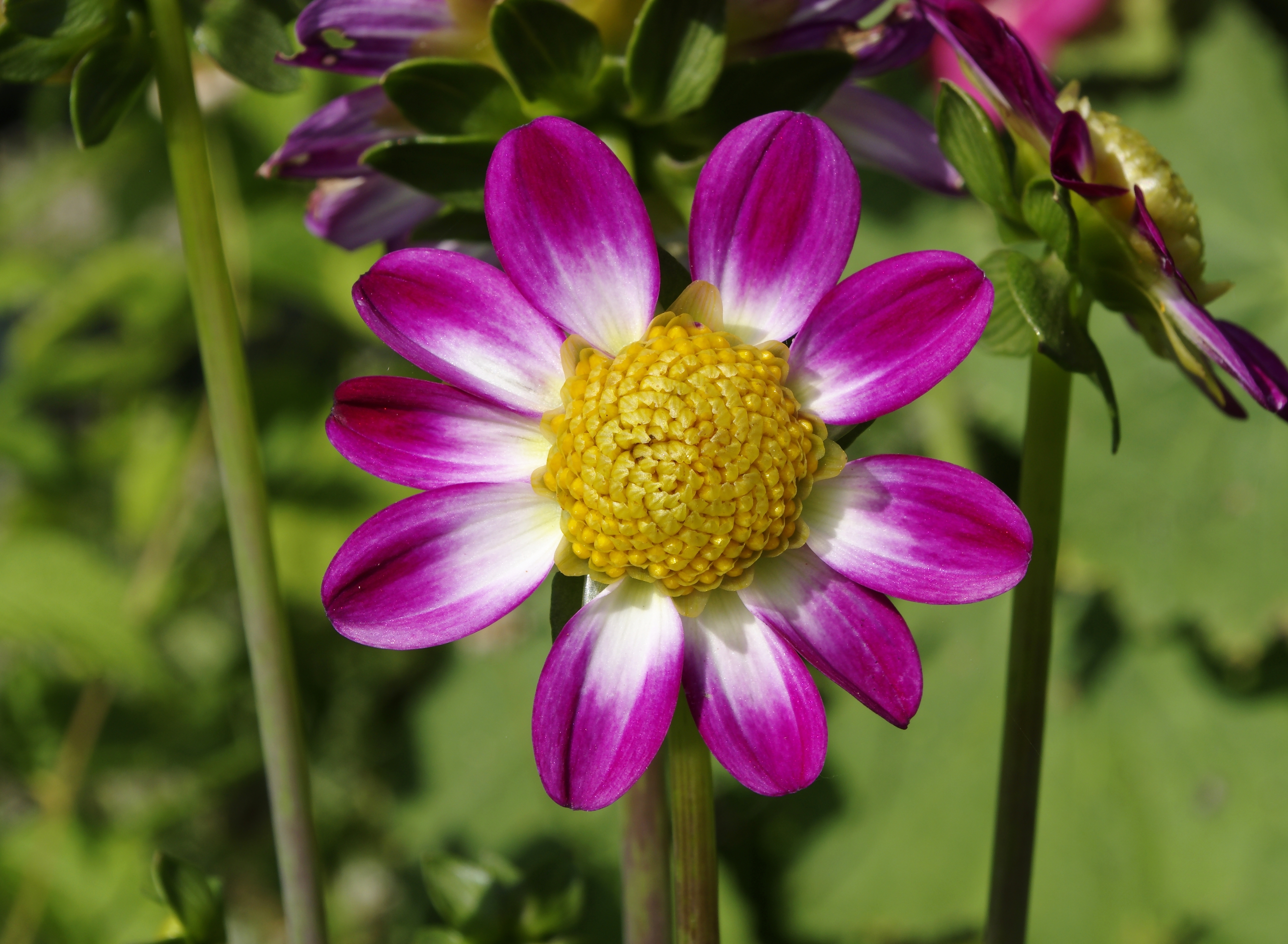 Dahlia nain FR 2012