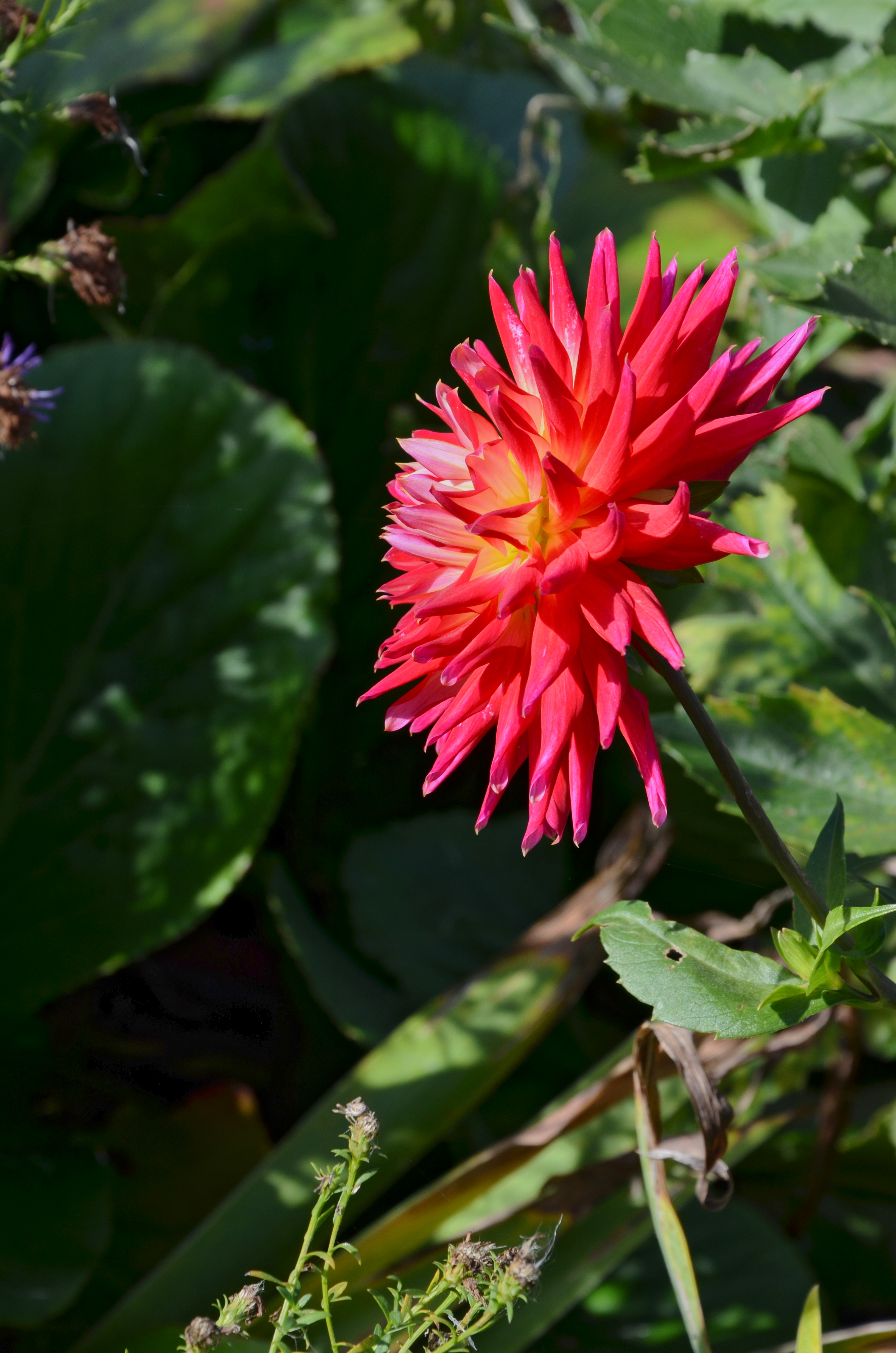 Dahlia profil FR 2014