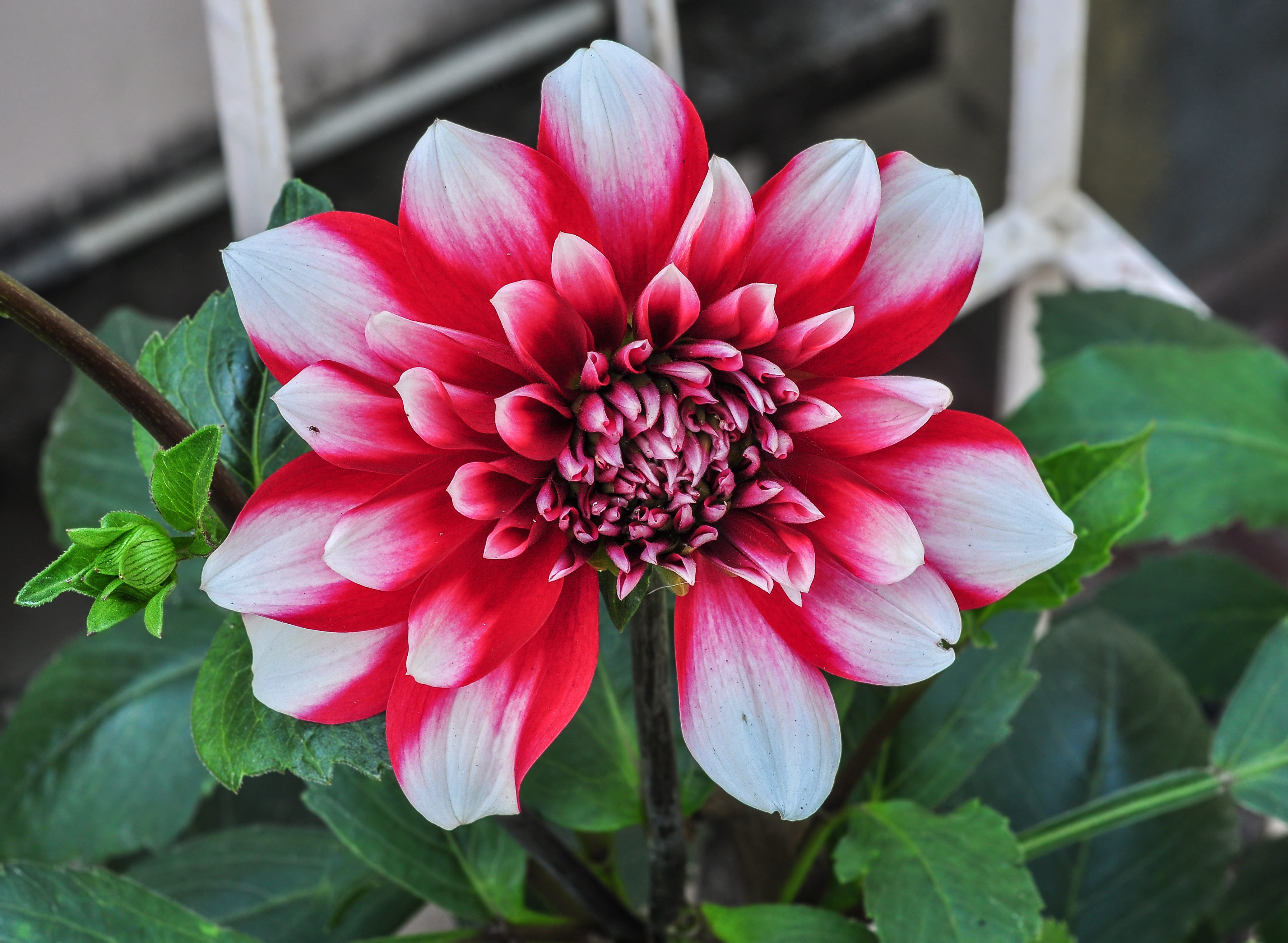 Dahlia Santa's Helper 09012015 (1)
