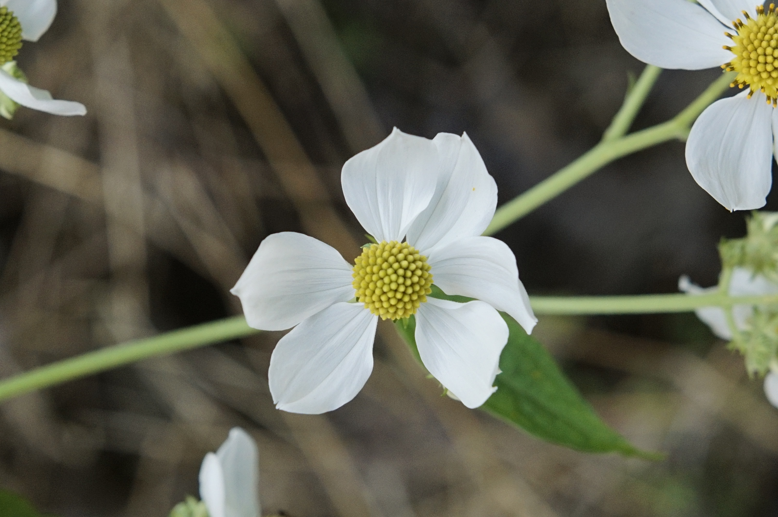 Daisy Tree (Montanoa bipinnatifida) 3452