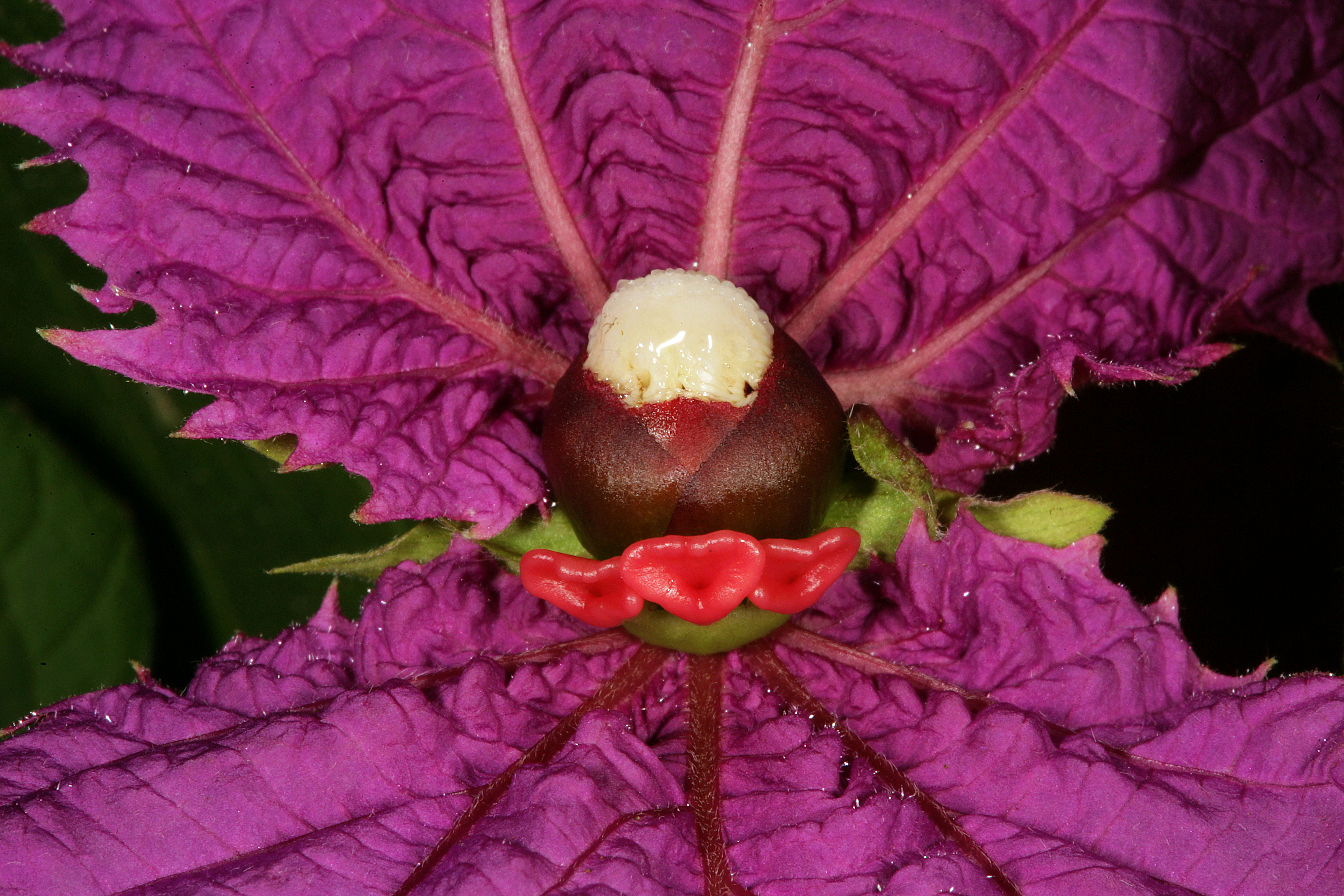 Dalechampia dioscoreifolia 1DS-II 3-0100