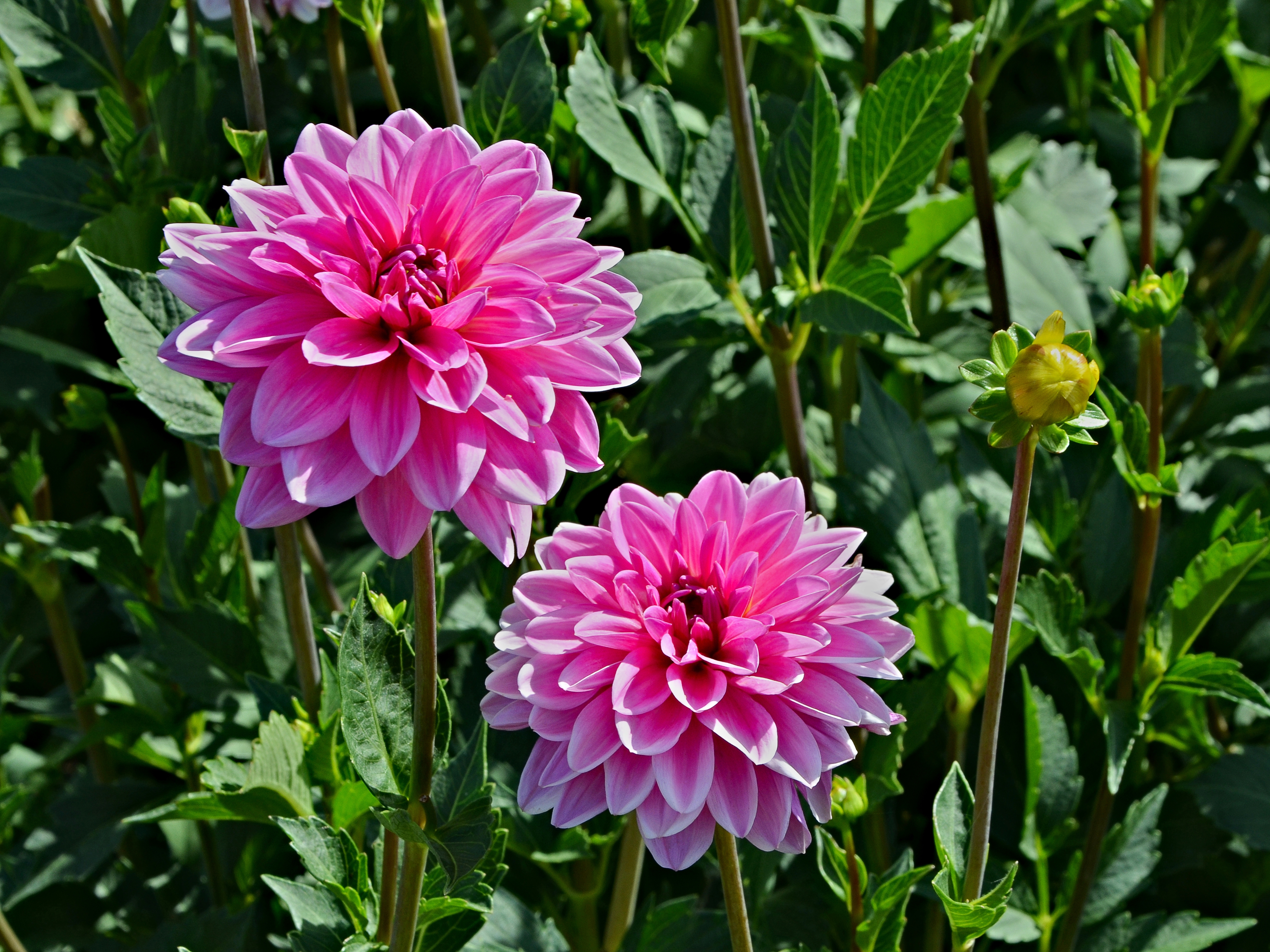 Dalhias FR 2013
