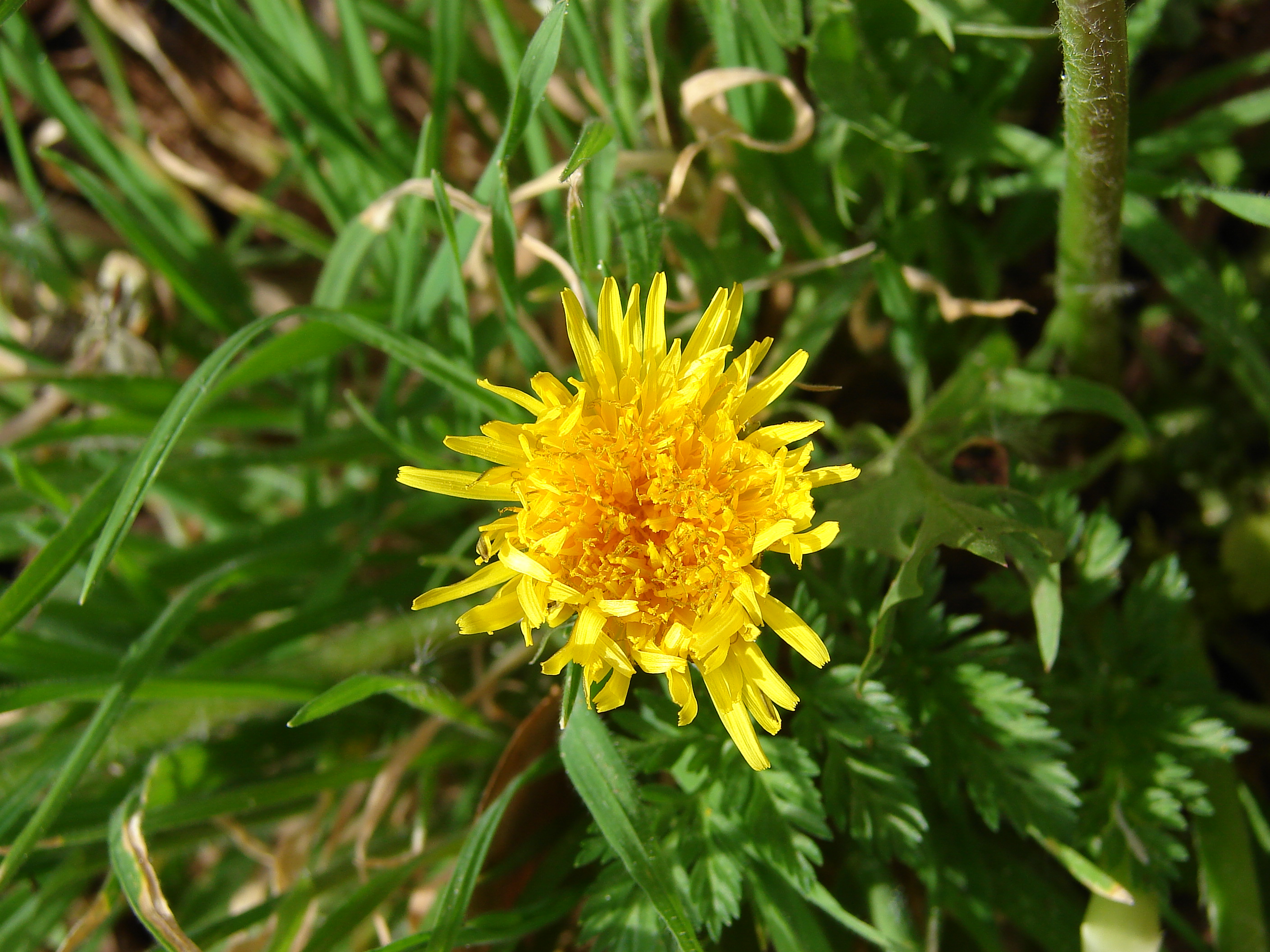 Dandelion-7574